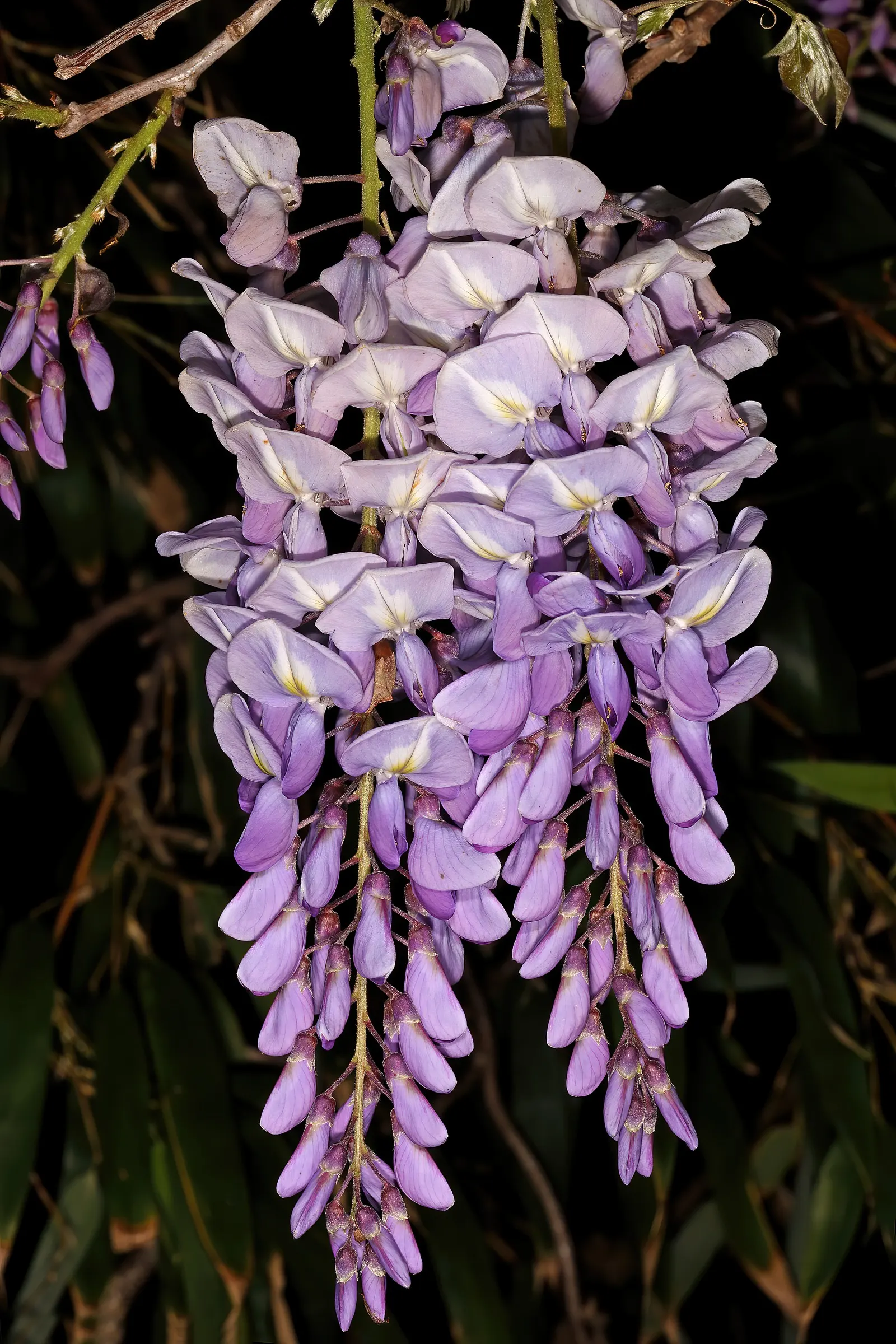 Chinese Wisteria (Wisteria Sinensis) — Famed for pendulous clusters of fragrant