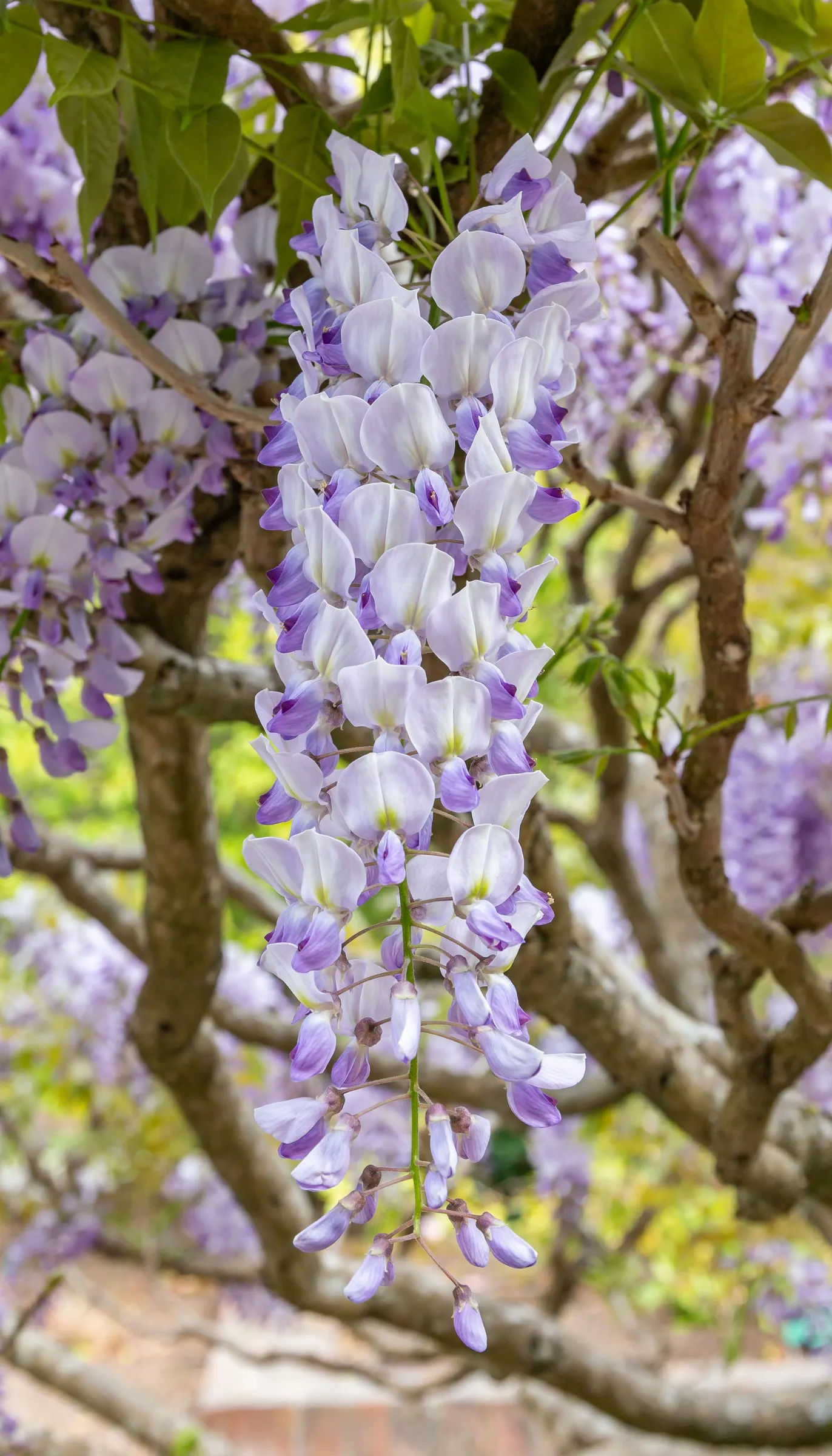 Chinese Wisteria (Wisteria Sinensis) — this deciduous perennial adds vertical interest; promising to be a conversation piece for visitors and a, image 60