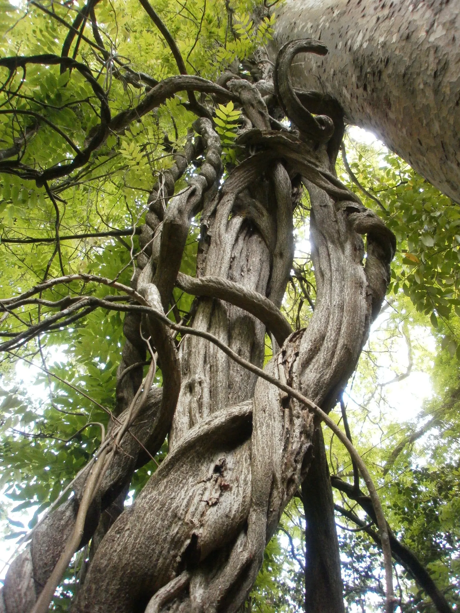 Chinese Wisteria (Wisteria Sinensis) — promising to be a conversation piece for visitors and a source of pride for homeowners; this deciduous, image 81
