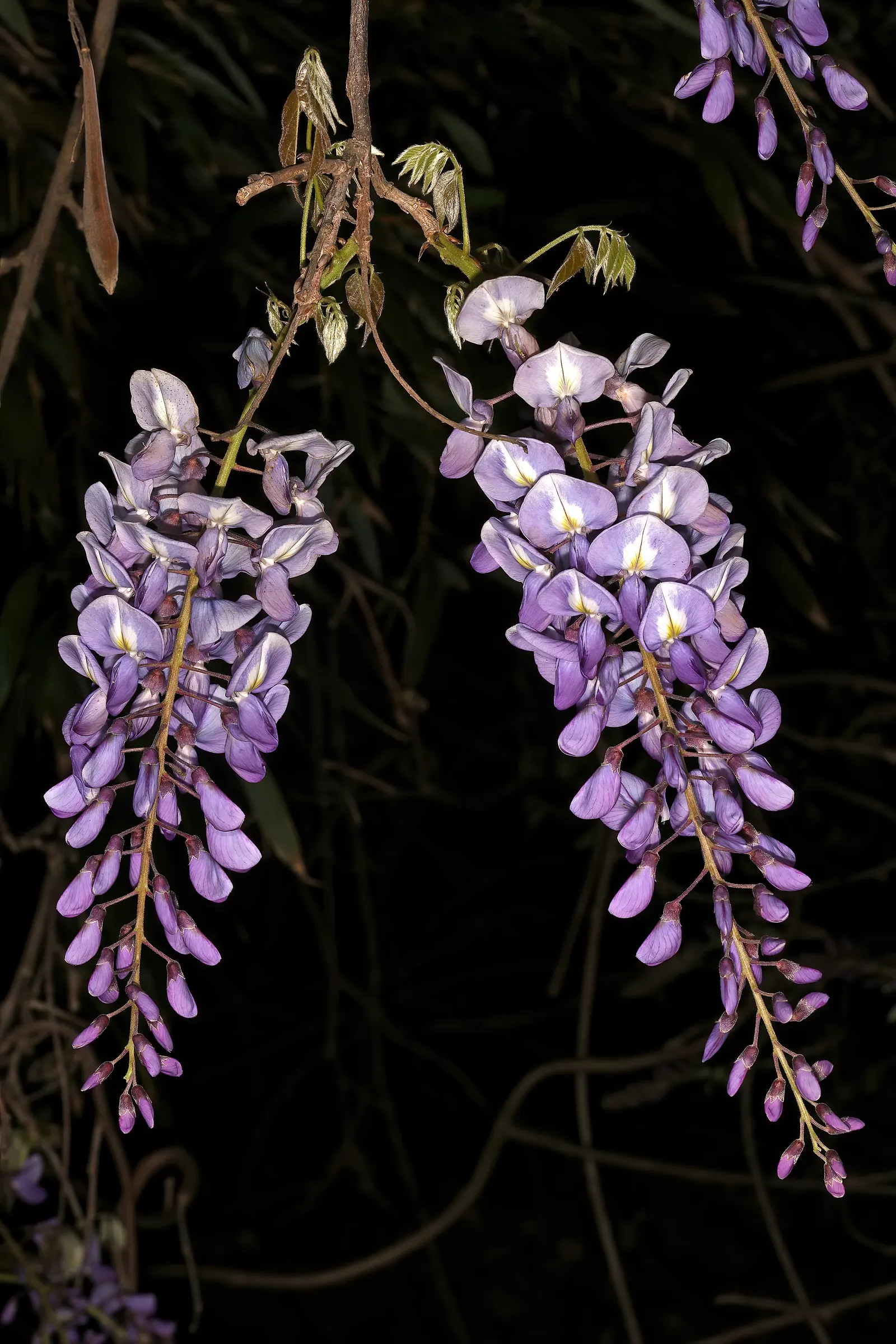 Chinese Wisteria (Wisteria Sinensis) — It will achieve optimal blooming in well-drained; thriving in USDA zones 5 through 8