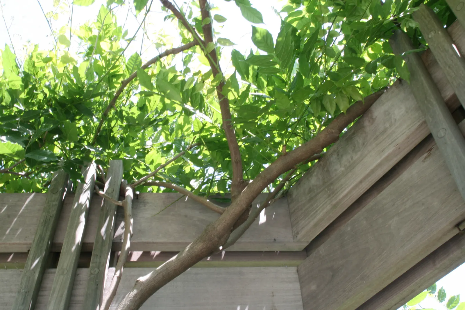 Chinese Wisteria (Wisteria Sinensis) — Thriving in USDA zones 5 through 8; it will achieve optimal blooming in well-drained