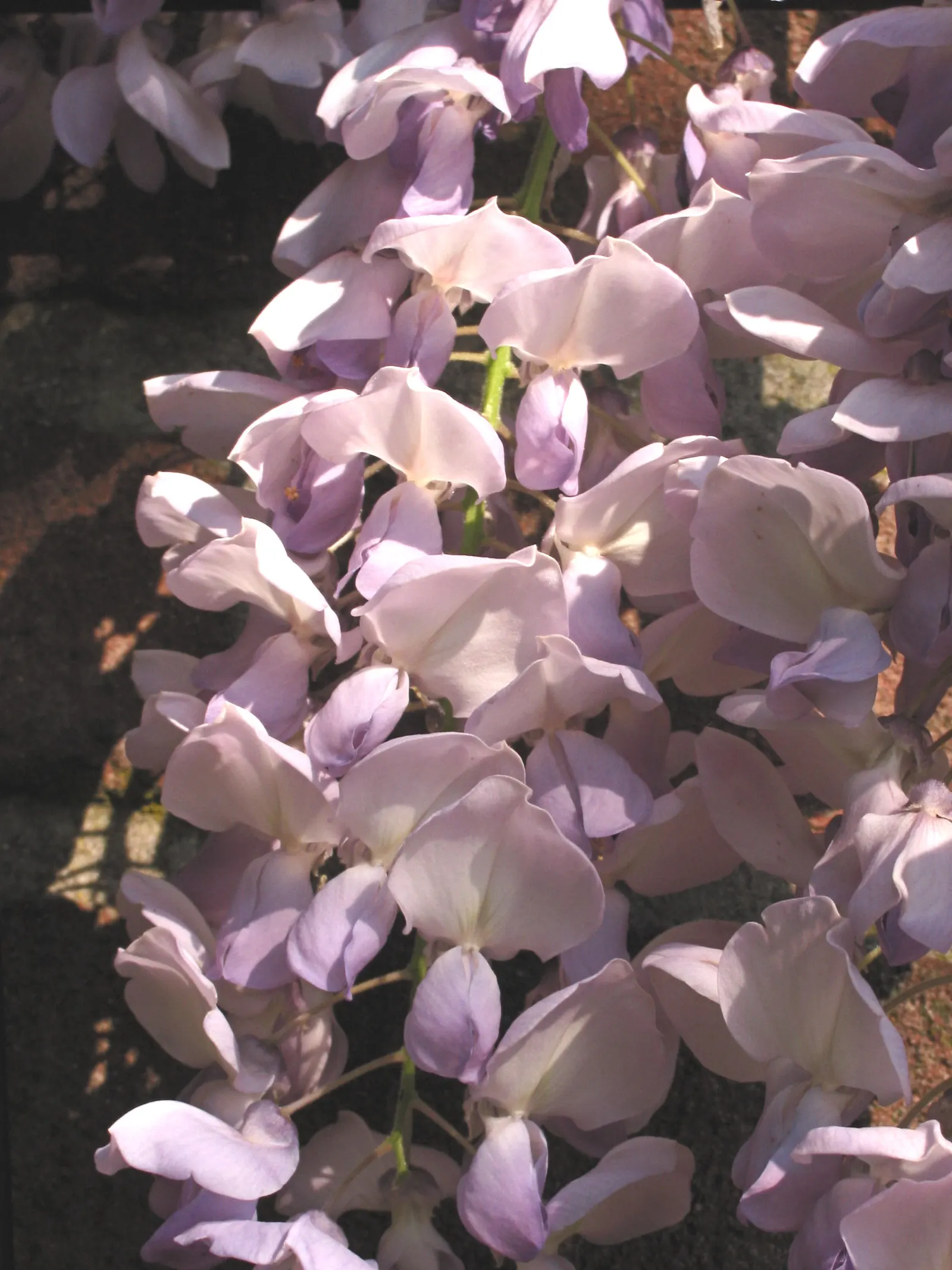 Chinese Wisteria (Wisteria Sinensis) — It requires sturdy support and regular pruning to maintain shape and size; this deciduous perennial adds, image 61
