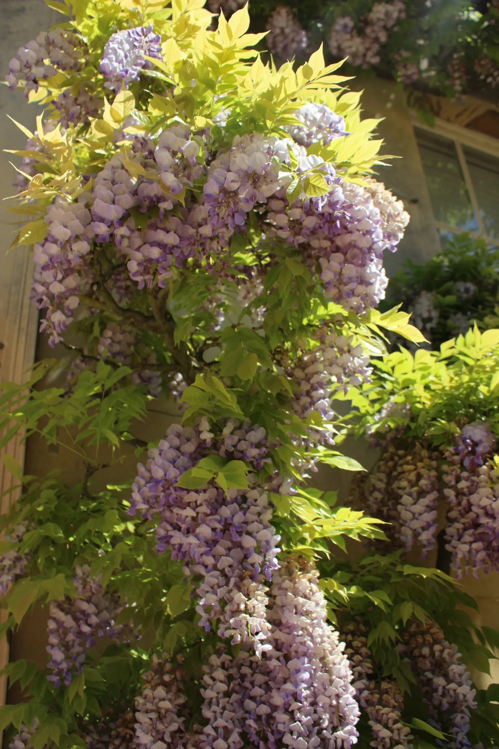 Chinese Wisteria (Wisteria Sinensis) — making it an impressive feature for pergolas; this deciduous perennial adds vertical interest