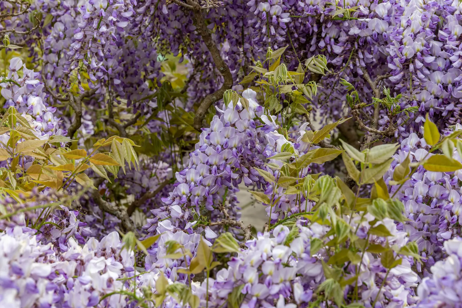 Chinese Wisteria (Wisteria Sinensis) — this deciduous perennial adds vertical interest; promising to be a conversation piece for visitors and a source of pride