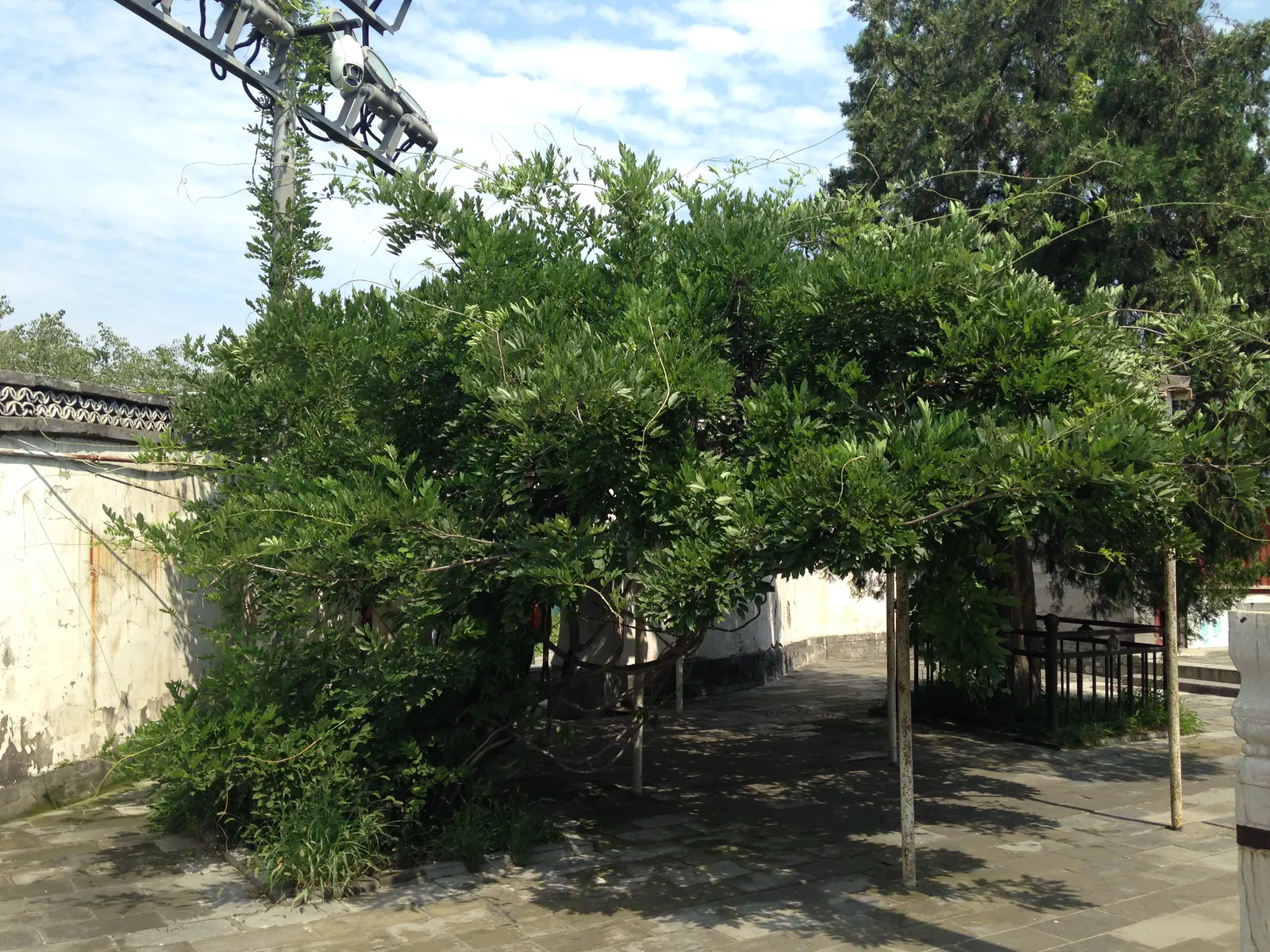 Chinese Wisteria (Wisteria Sinensis) — bringing a romantic allure to arbors and pergolas; promising to be a conversation piece for visitors and a, image 64