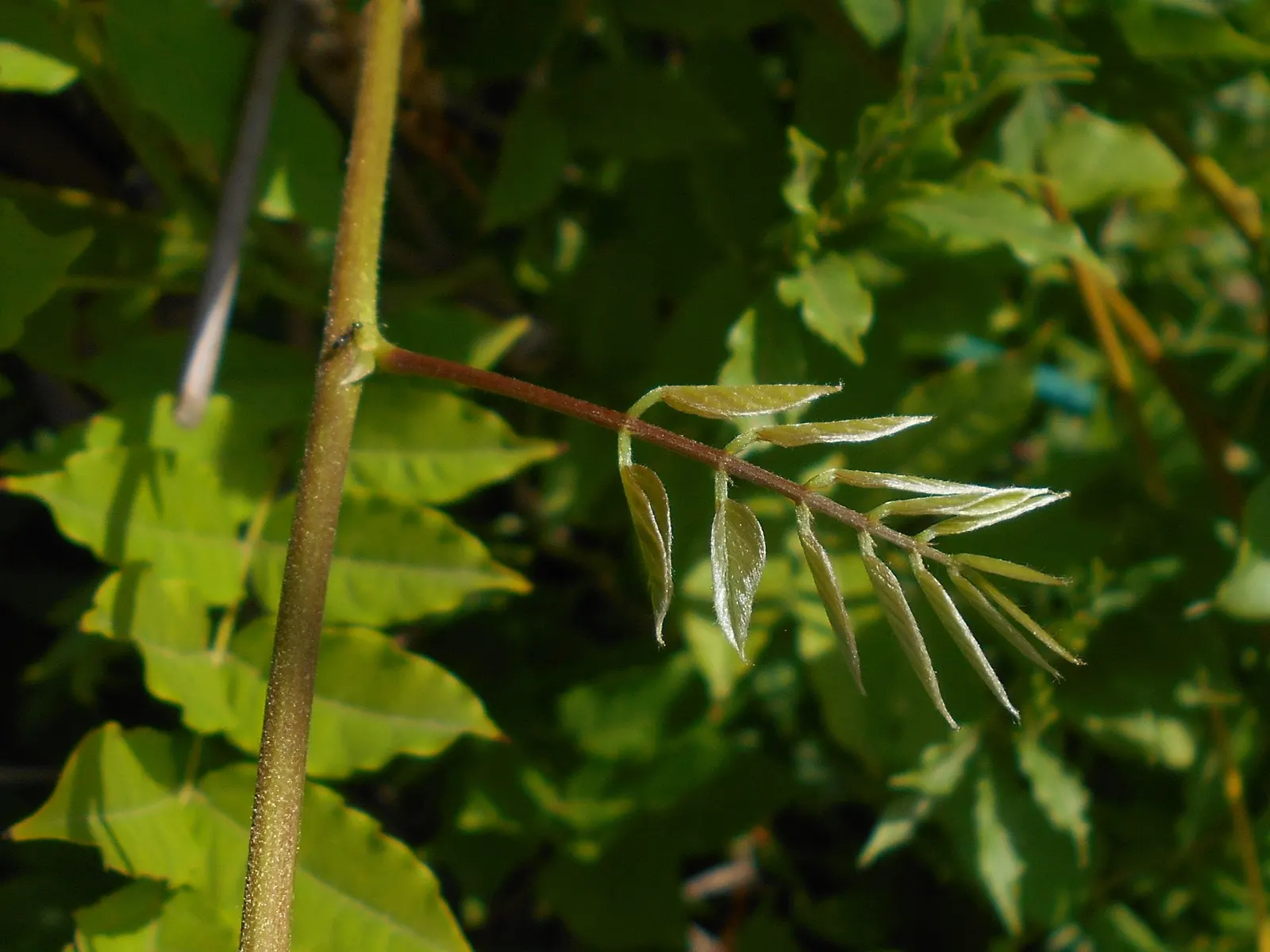 Chinese Wisteria (Wisteria Sinensis) — lavender and multi-colored flowers in the garden; thriving in USDA zones 5 through 8, image 82