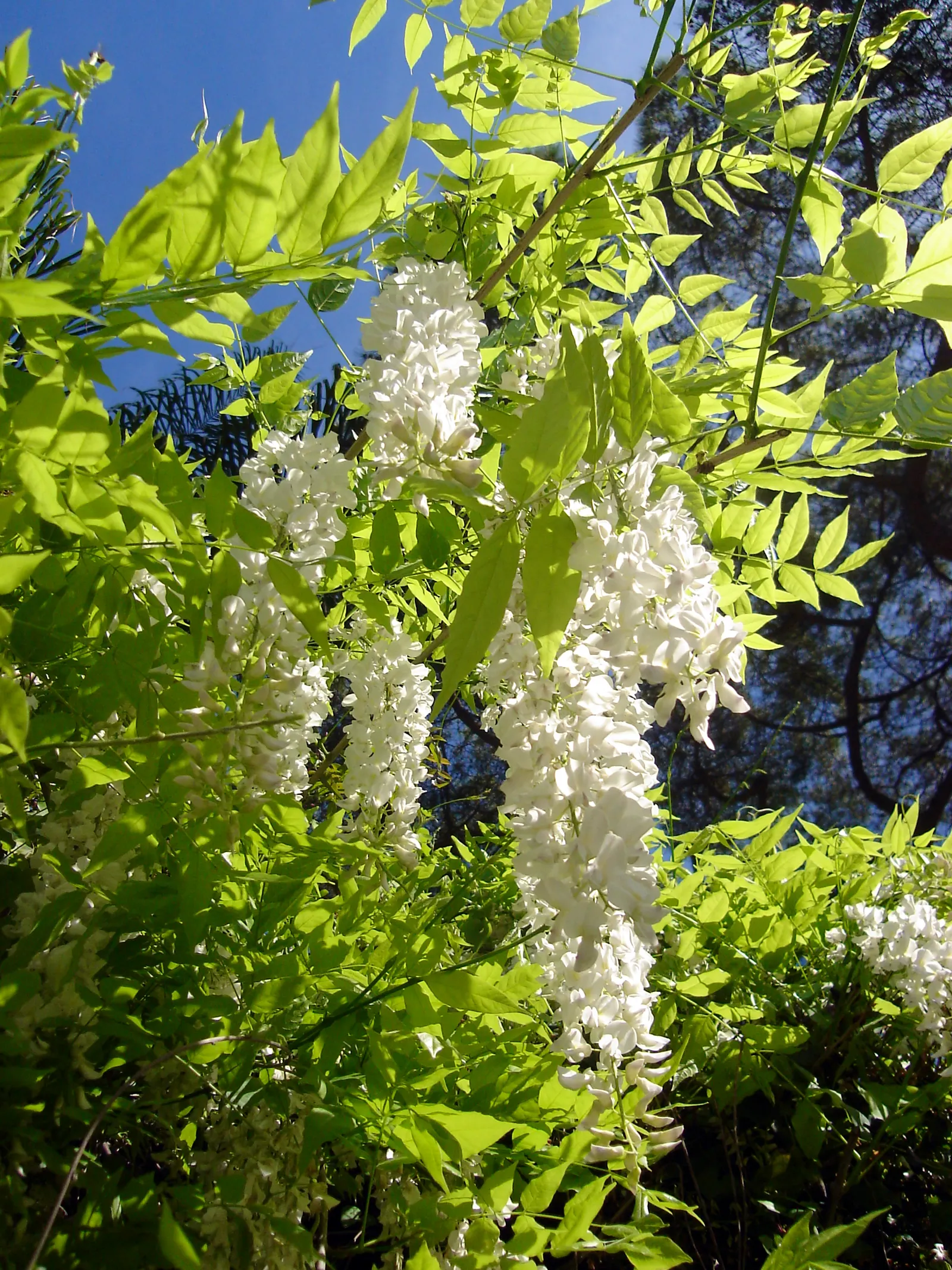 Chinese Wisteria (Wisteria Sinensis) — vine for full or half
