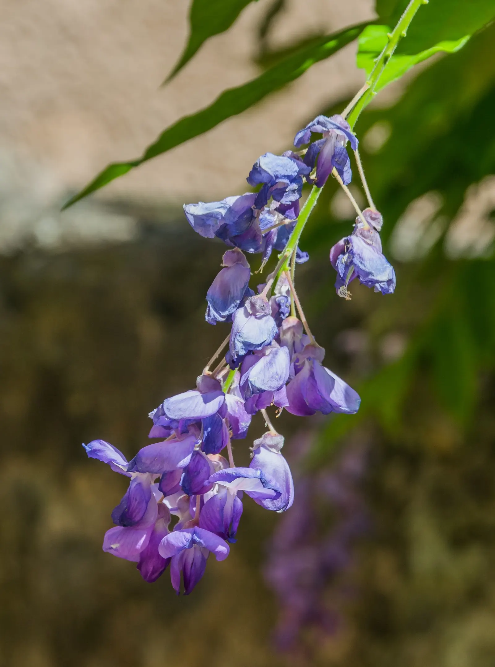 Chinese Wisteria (Wisteria Sinensis) — Famed for pendulous clusters of fragrant; thriving in USDA zones 5 through 8