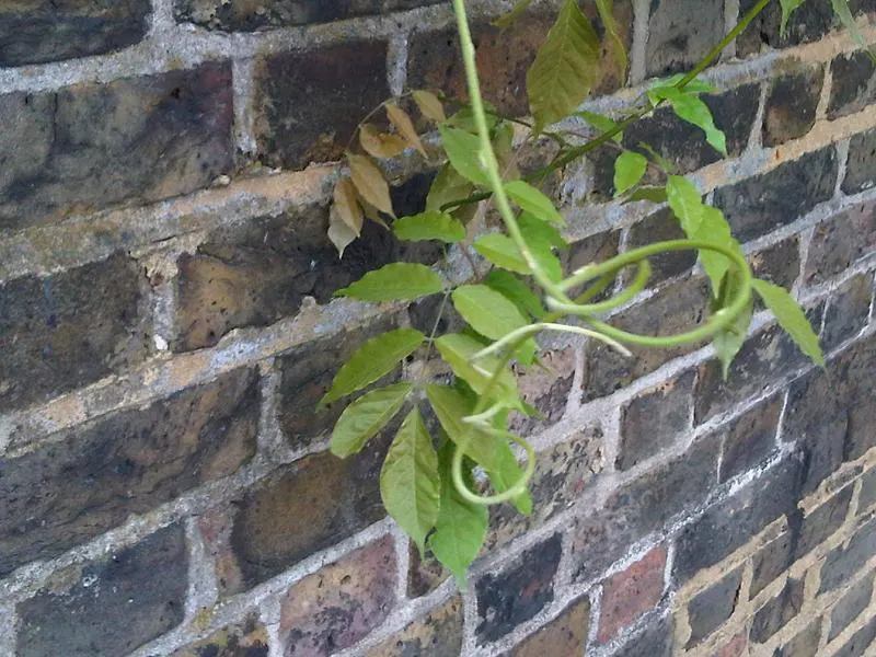 Chinese Wisteria (Wisteria Sinensis) — Famed for pendulous clusters of fragrant; thriving in USDA zones 5 through 8, image 58