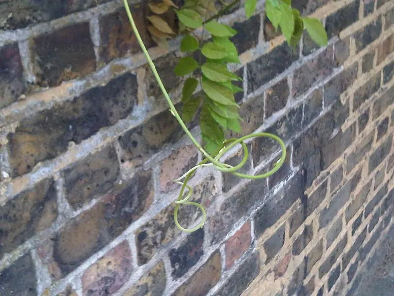 Chinese Wisteria (Wisteria Sinensis) — Chinese Wisteria (Wisteria sinensis) is a fast-growing, twining vine reaching 25-30 feet; this deciduous, image 57