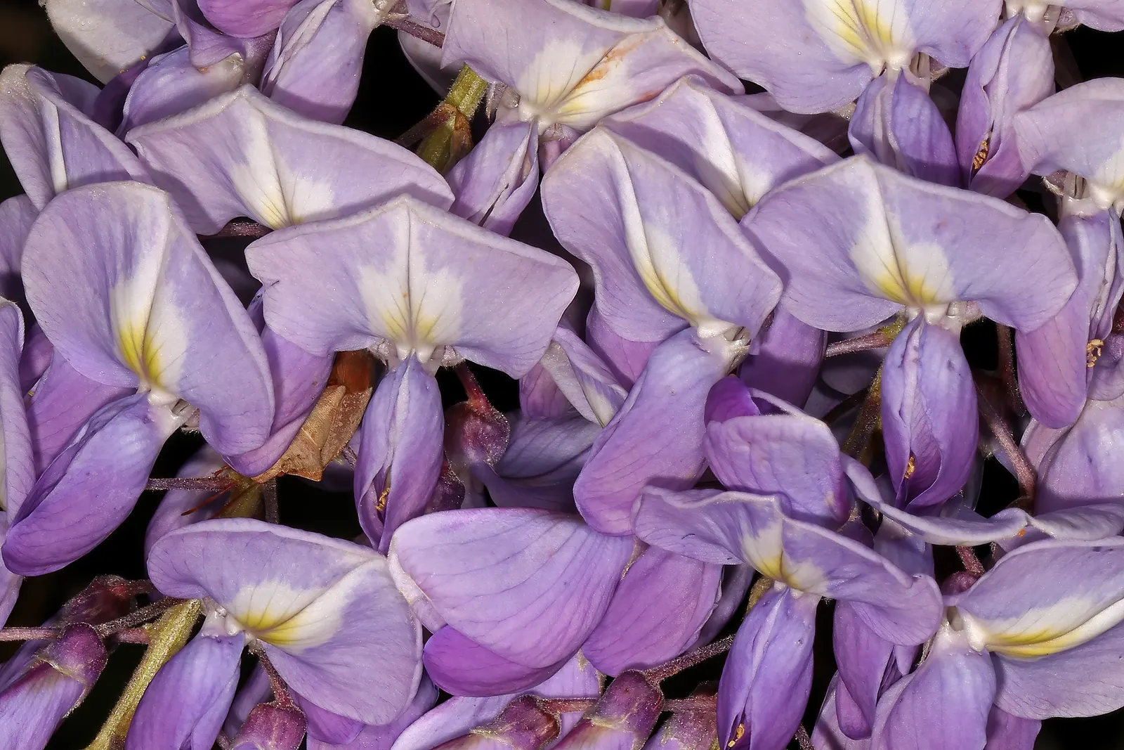 Chinese Wisteria (Wisteria Sinensis) — the Chinese Wisteria offers a living display that evolves beautifully with the seasons; promising to be a conversation