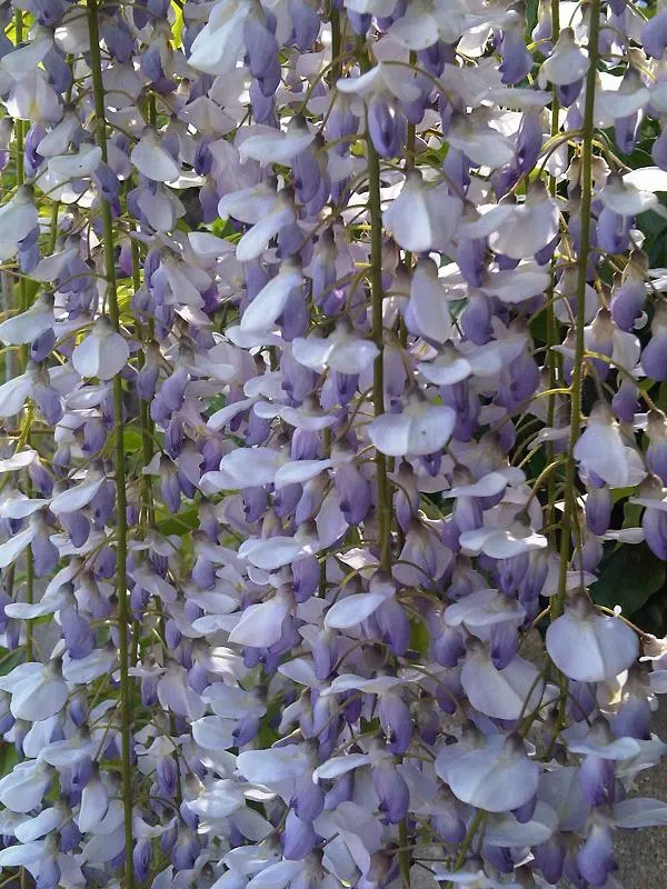 Chinese Wisteria (Wisteria Sinensis) — lavender and multi-colored flowers in the garden; thriving in USDA zones 5 through 8