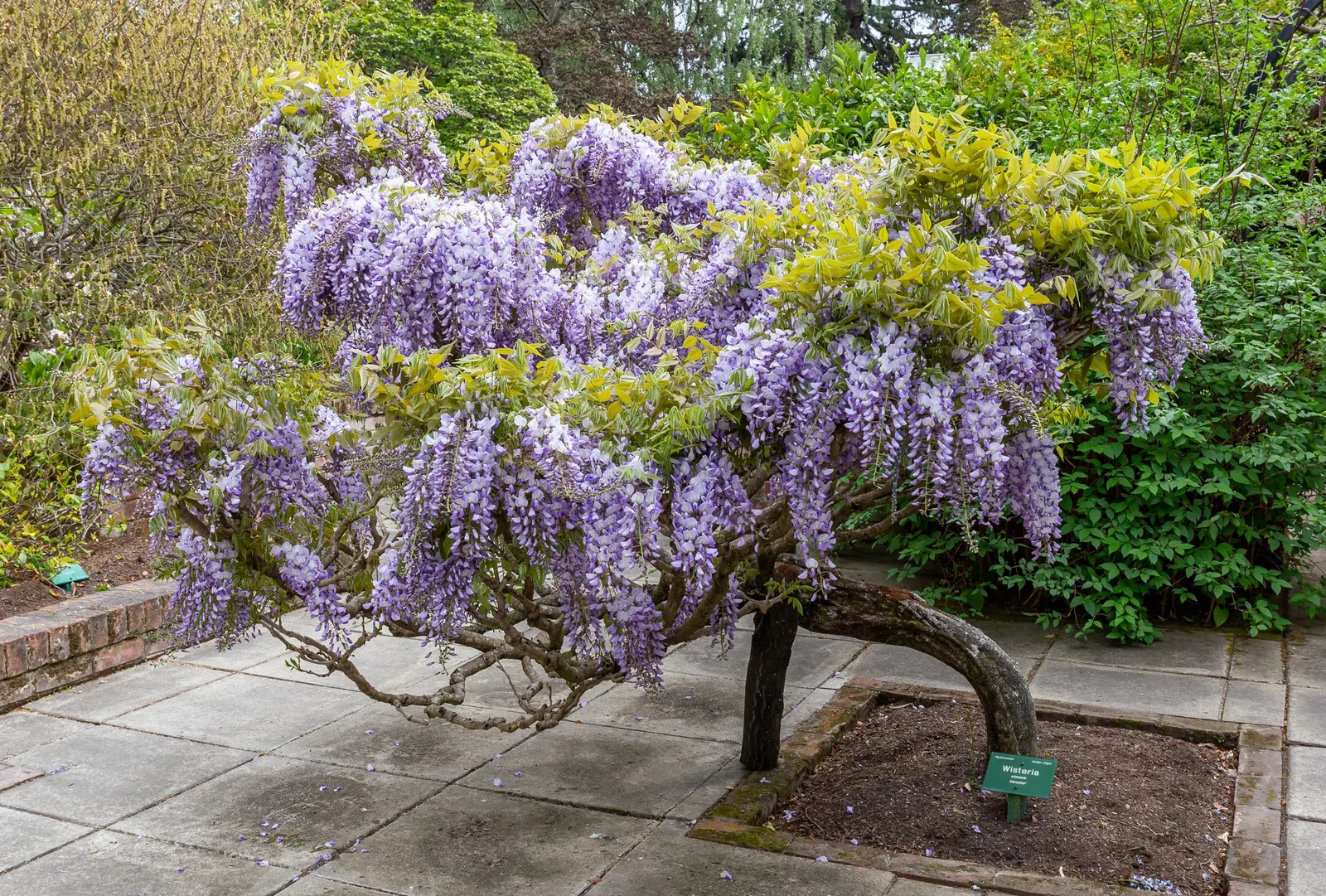Chinese Wisteria (Wisteria Sinensis) — regular watering during dry spells will maintain its vigor.<br><br>Maintenance involves pruning twice a, image 77