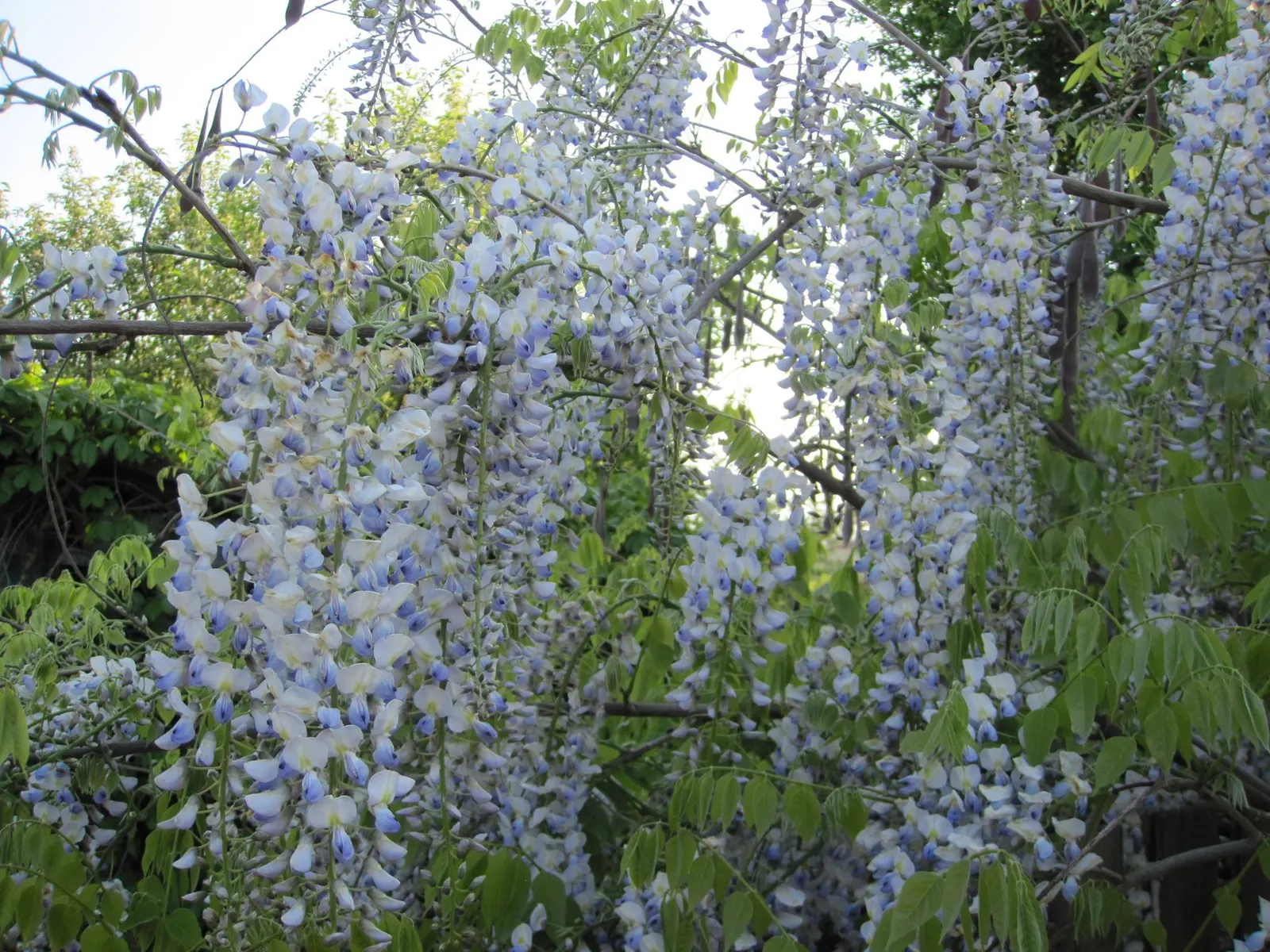 Chinese Wisteria (Wisteria Sinensis) — regular watering during dry spells will maintain its vigor.<br><br>Maintenance involves pruning twice a year; this