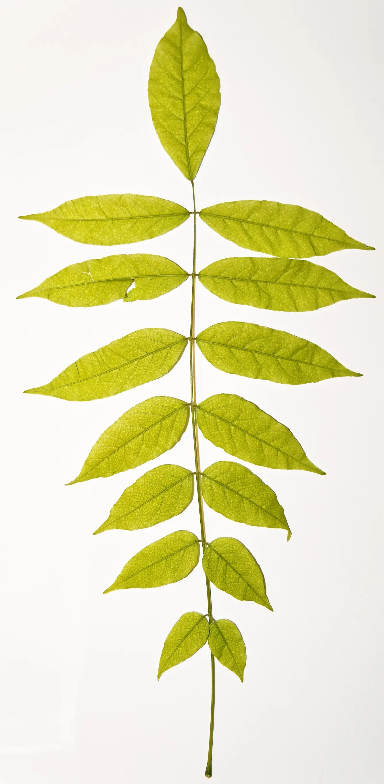 Chinese Wisteria (Wisteria Sinensis) — each cluster hanging impressively at lengths between 6 to 12 inches; promising to be a conversation piece for visitors