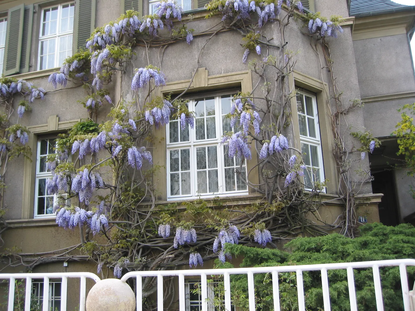Chinese Wisteria (Wisteria Sinensis) — promising to be a conversation piece for visitors and a source of pride for homeowners