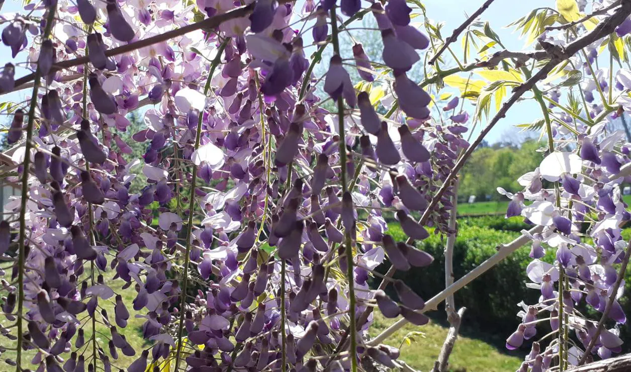 Chinese Wisteria (Wisteria Sinensis) — pale green leaves which create a lush canopy through the growing season