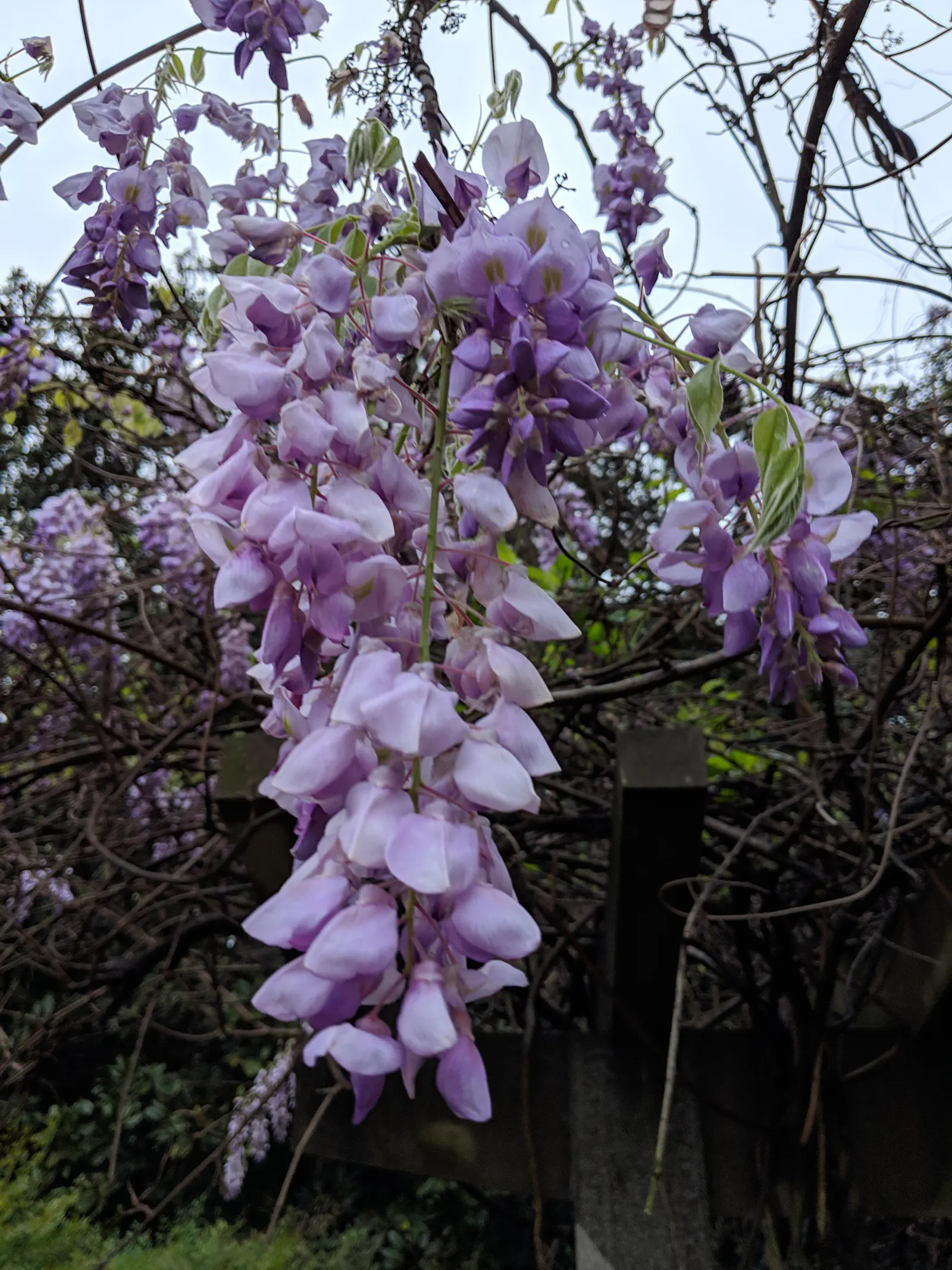 Chinese Wisteria (Wisteria Sinensis) — it thrives in full sun to partial shade and well-drained soil