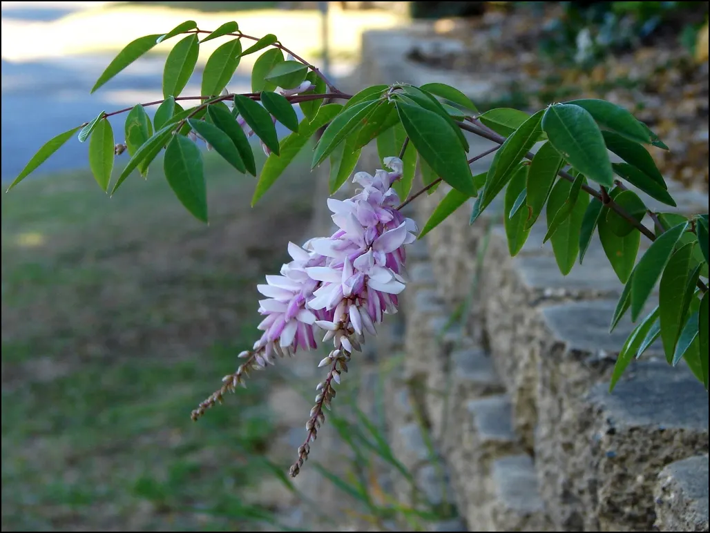 Chinese Wisteria (Wisteria Sinensis) — lavender and multi-colored flowers in the garden