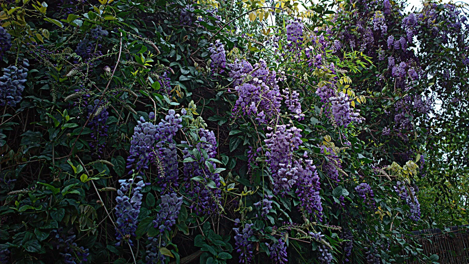 Chinese Wisteria (Wisteria Sinensis) — Preferable for USDA zones 5-8