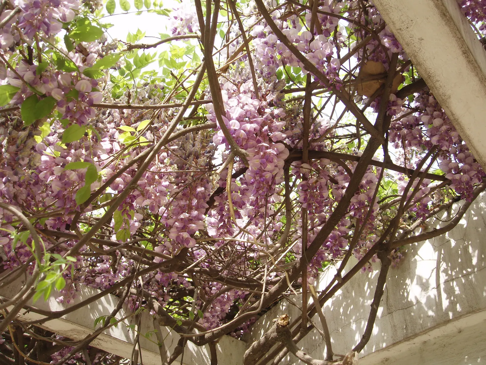 Chinese Wisteria (Wisteria Sinensis) — Thriving in USDA zones 5 through 8
