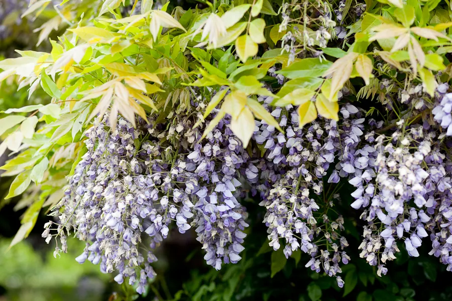 Chinese Wisteria (Wisteria Sinensis) — once in late winter to prepare the flowering spurs and again in mid-summer to control rampant growth