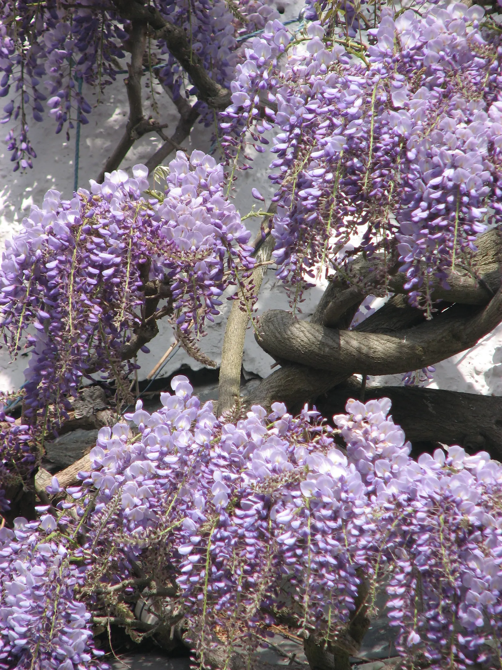 Chinese Wisteria (Wisteria Sinensis) — vine with lavender and multi-colored blooms