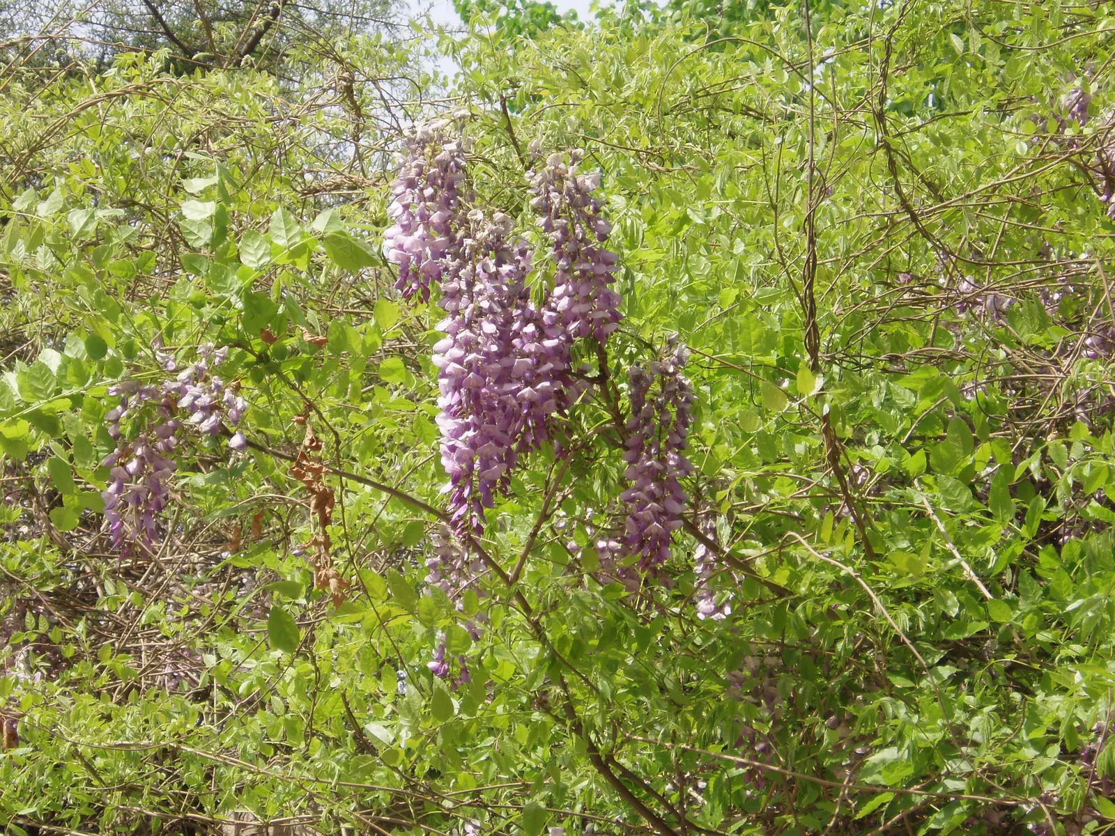 Chinese Wisteria (Wisteria Sinensis) — It will achieve optimal blooming in well-drained