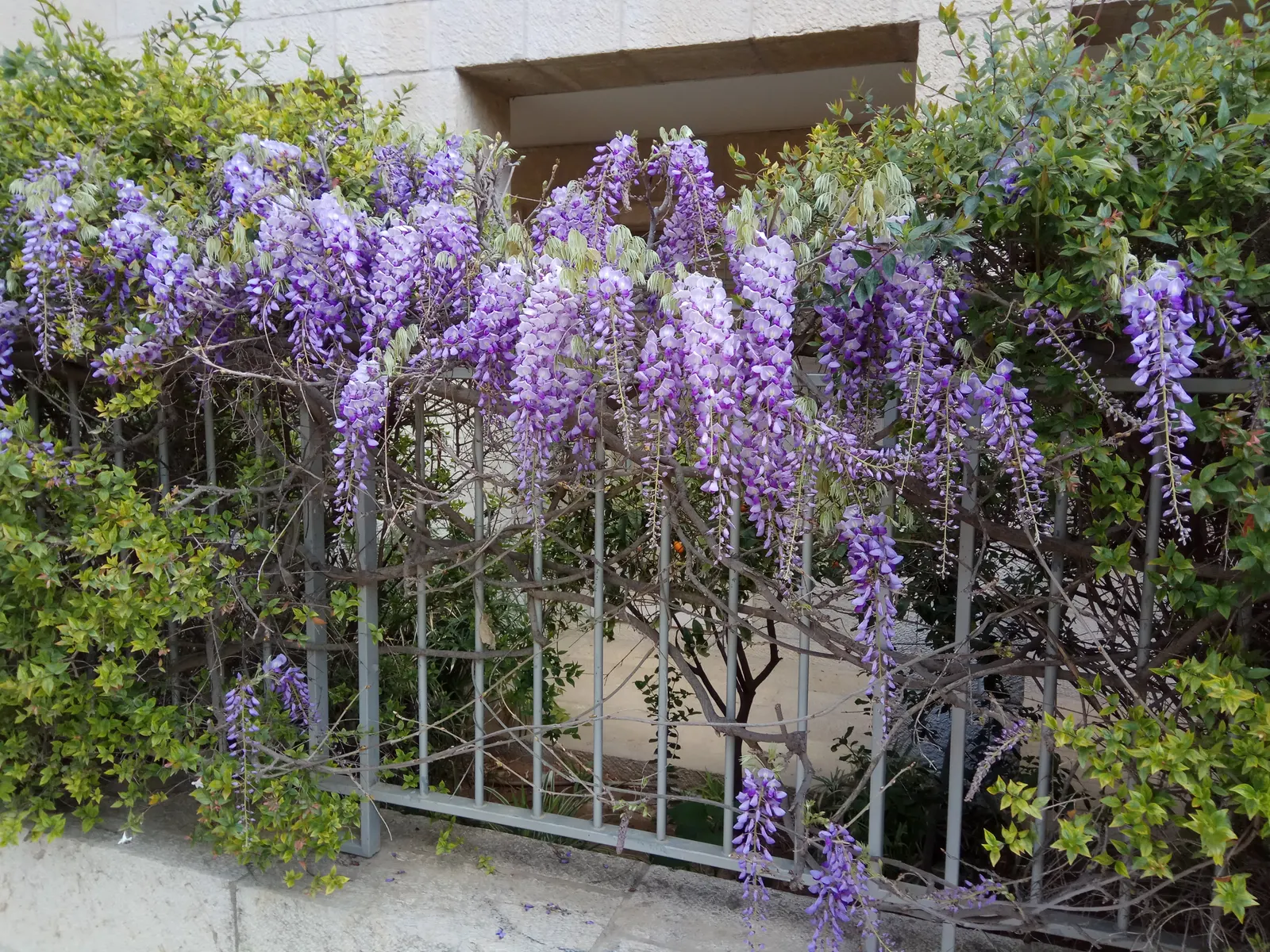 Chinese Wisteria (Wisteria Sinensis) — While drought-tolerant once established