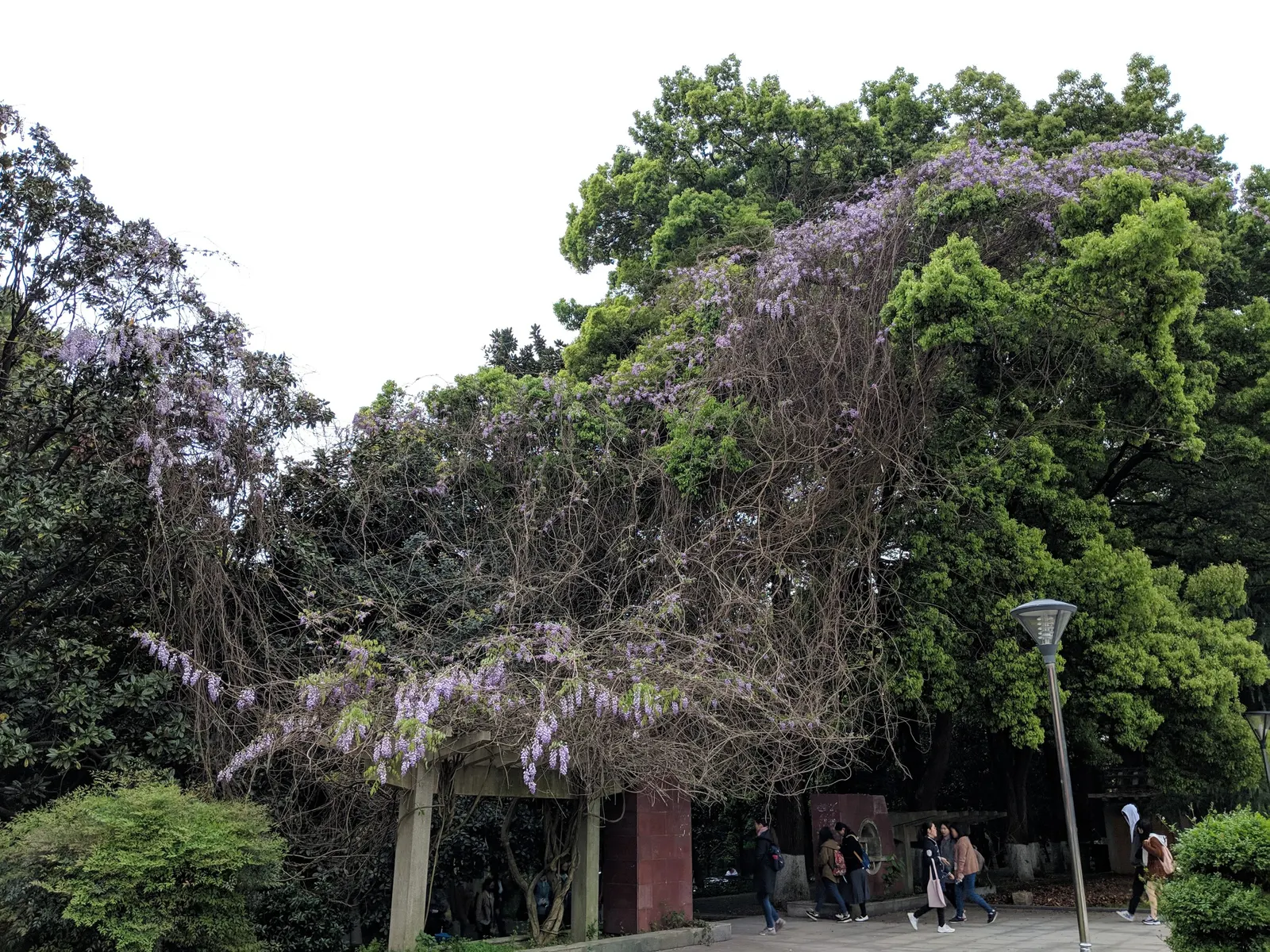 Chinese Wisteria (Wisteria Sinensis) — although it is known for its adaptability to a wide range of soil types
