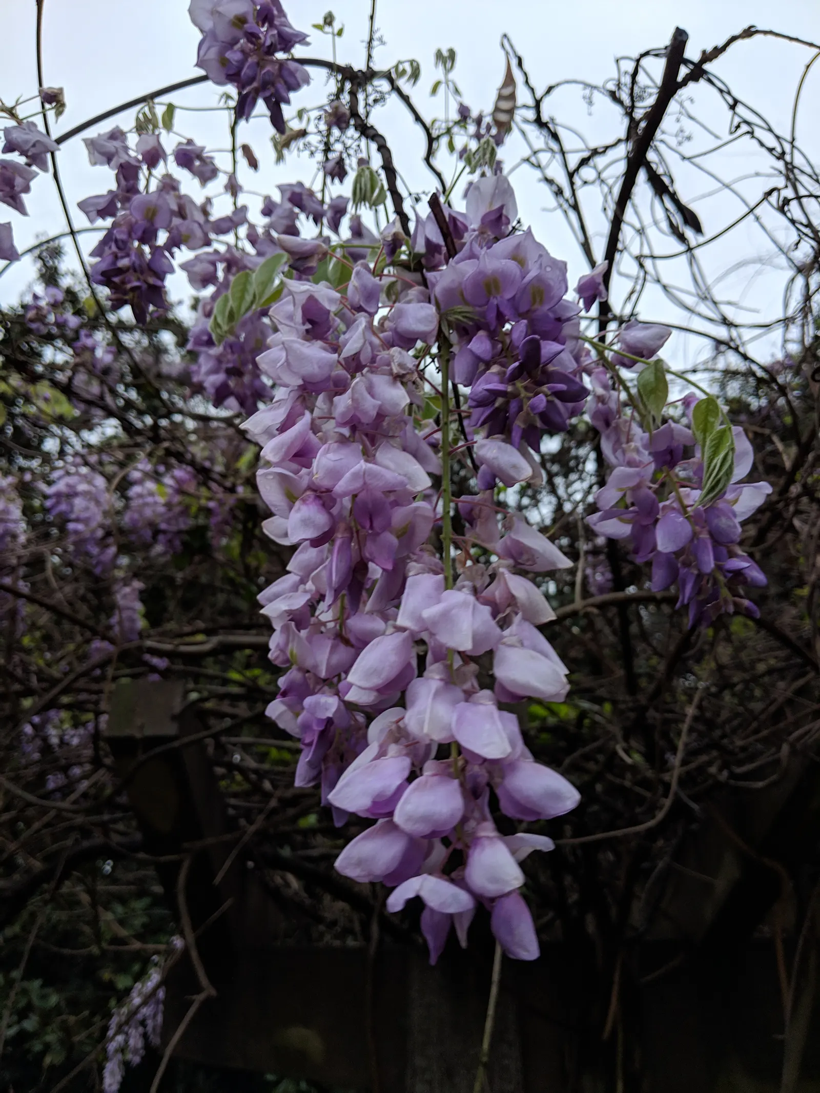 Chinese Wisteria (Wisteria Sinensis) — bringing a romantic allure to arbors and pergolas