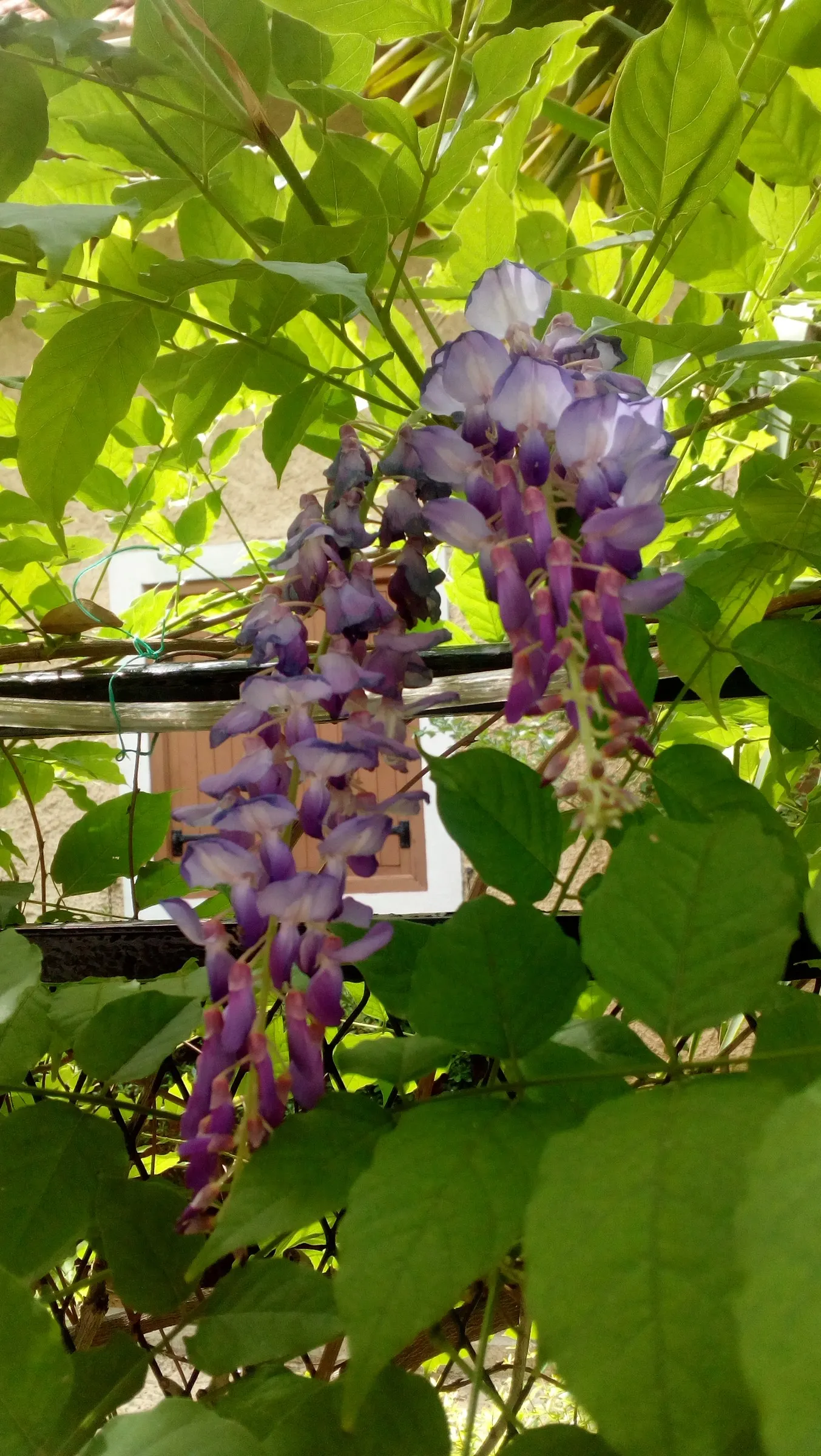 Chinese Wisteria (Wisteria Sinensis) — each cluster hanging impressively at lengths between 6 to 12 inches