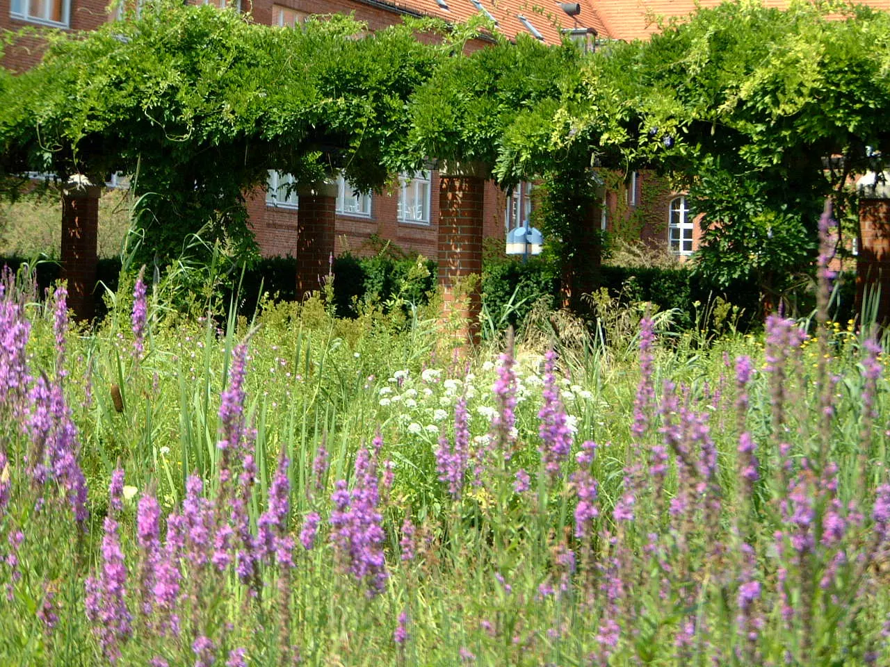 Chinese Wisteria (Wisteria Sinensis) — These eye-catching racemes emerge on bare stems