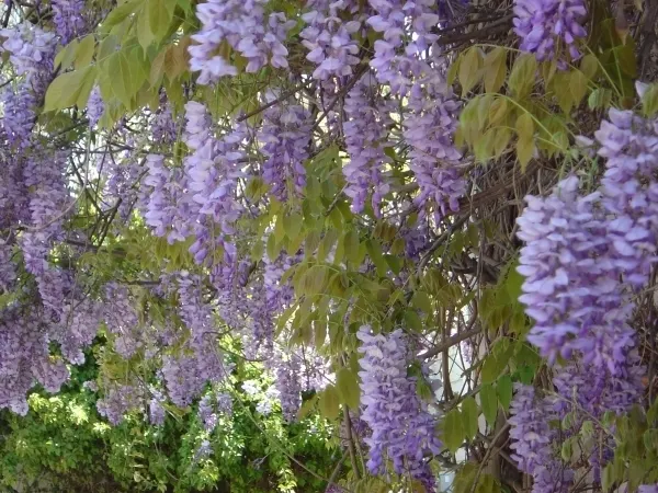 Chinese Wisteria (Wisteria Sinensis) — the Chinese Wisteria offers a living display that evolves beautifully with the seasons