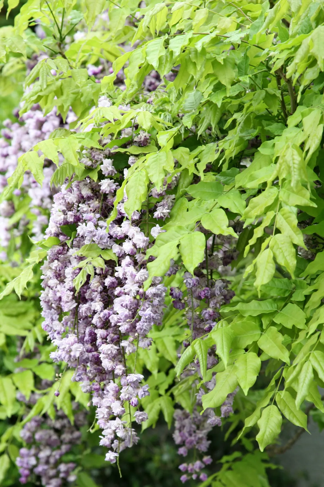 Chinese Wisteria (Wisteria Sinensis) — Chinese Wisteria (Wisteria sinensis) is a vigorous