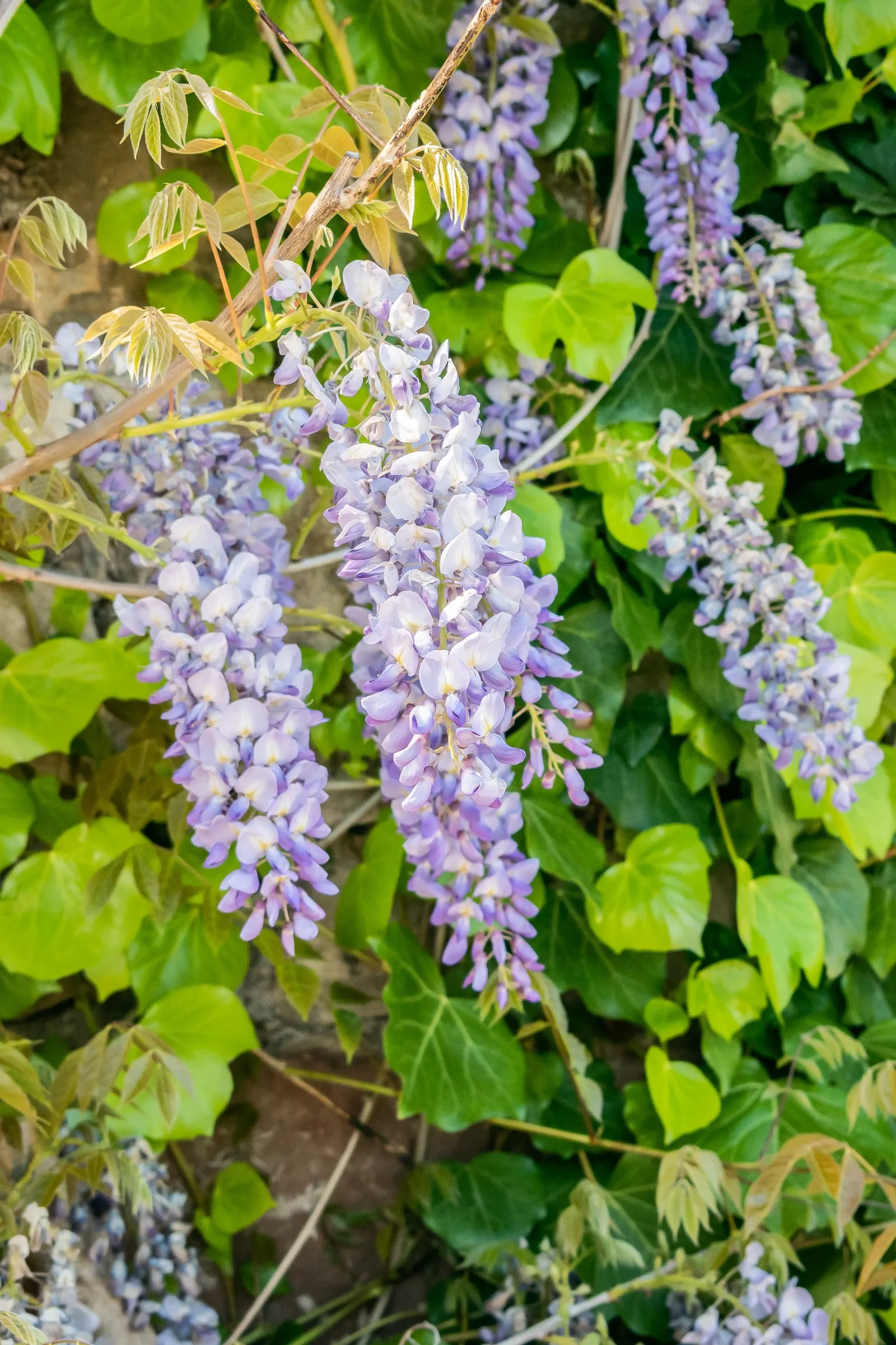 Chinese Wisteria (Wisteria Sinensis) — making it an impressive feature for pergolas