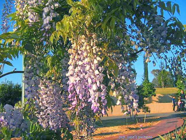 Chinese Wisteria (Wisteria Sinensis) — regular watering during dry spells will maintain its vigor.<br><br>Maintenance involves pruning twice a year