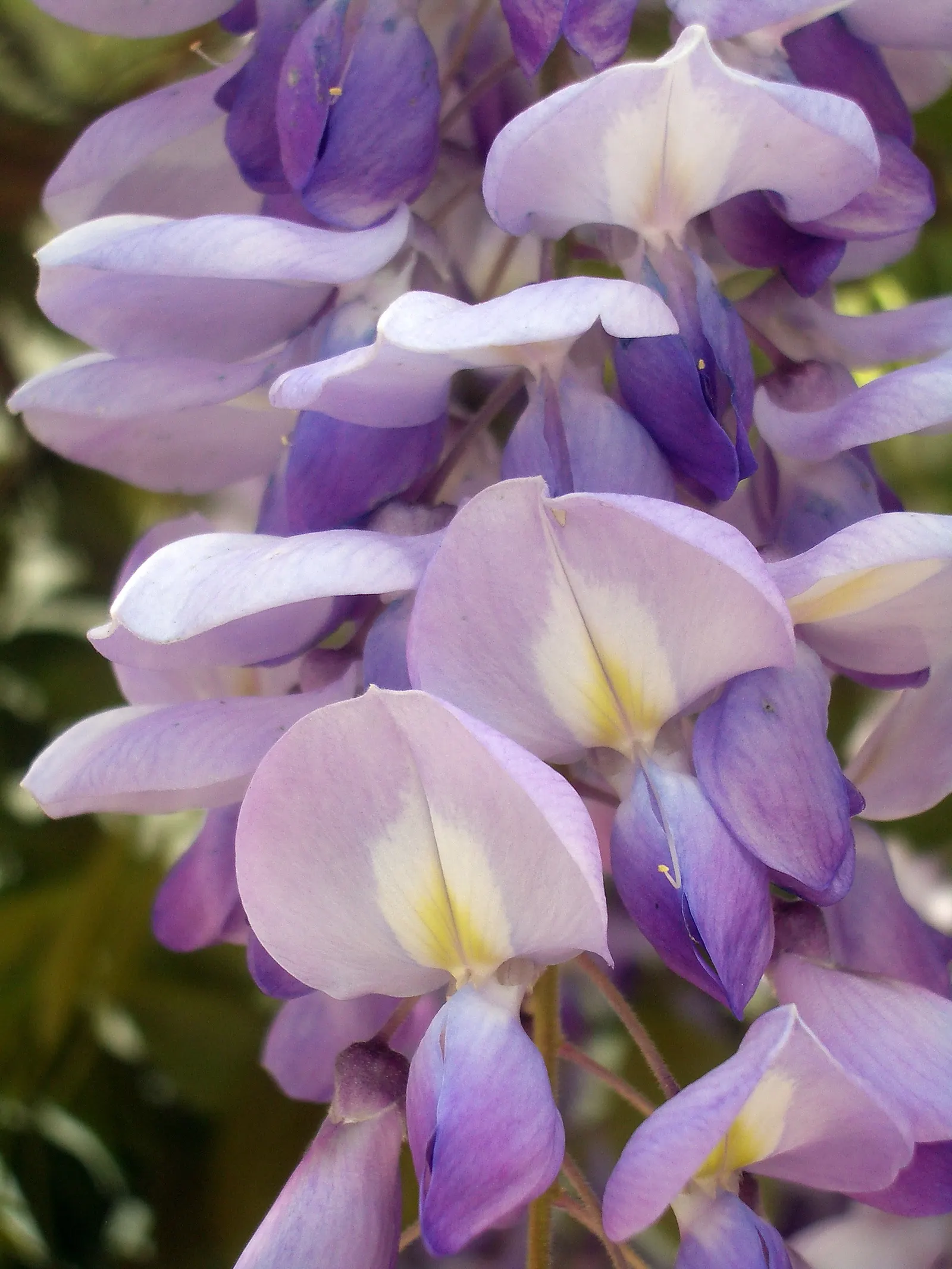 Chinese Wisteria (Wisteria Sinensis) — this plant is capable of reaching heights of up to 30 feet and a spread of about 8-15 feet