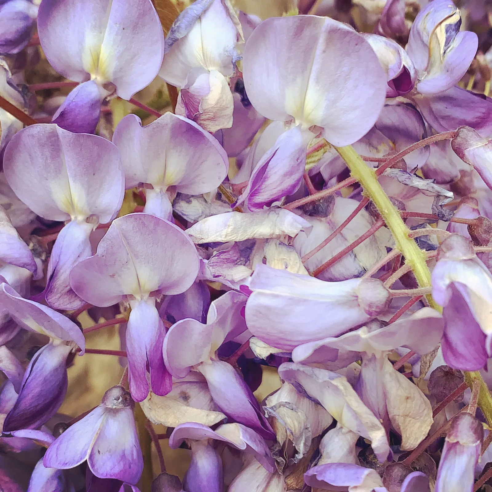 Chinese Wisteria (Wisteria Sinensis) — deciduous climber known for its stunning display of beauty and fragrance