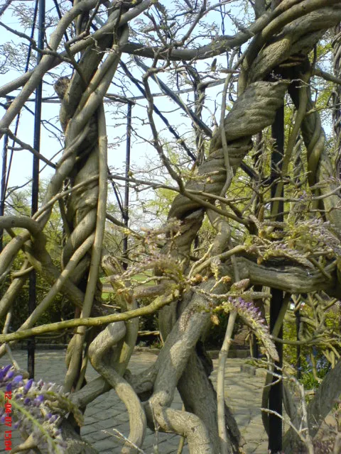 Chinese Wisteria (Wisteria Sinensis) — While drought-tolerant once established; promising to be a conversation piece for visitors and a source of pride for