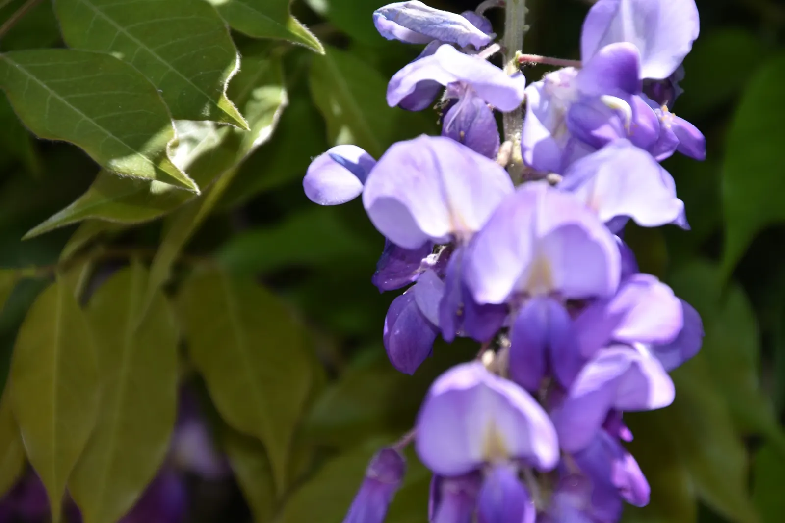 Chinese Wisteria (Wisteria Sinensis) — this deciduous perennial adds vertical interest
