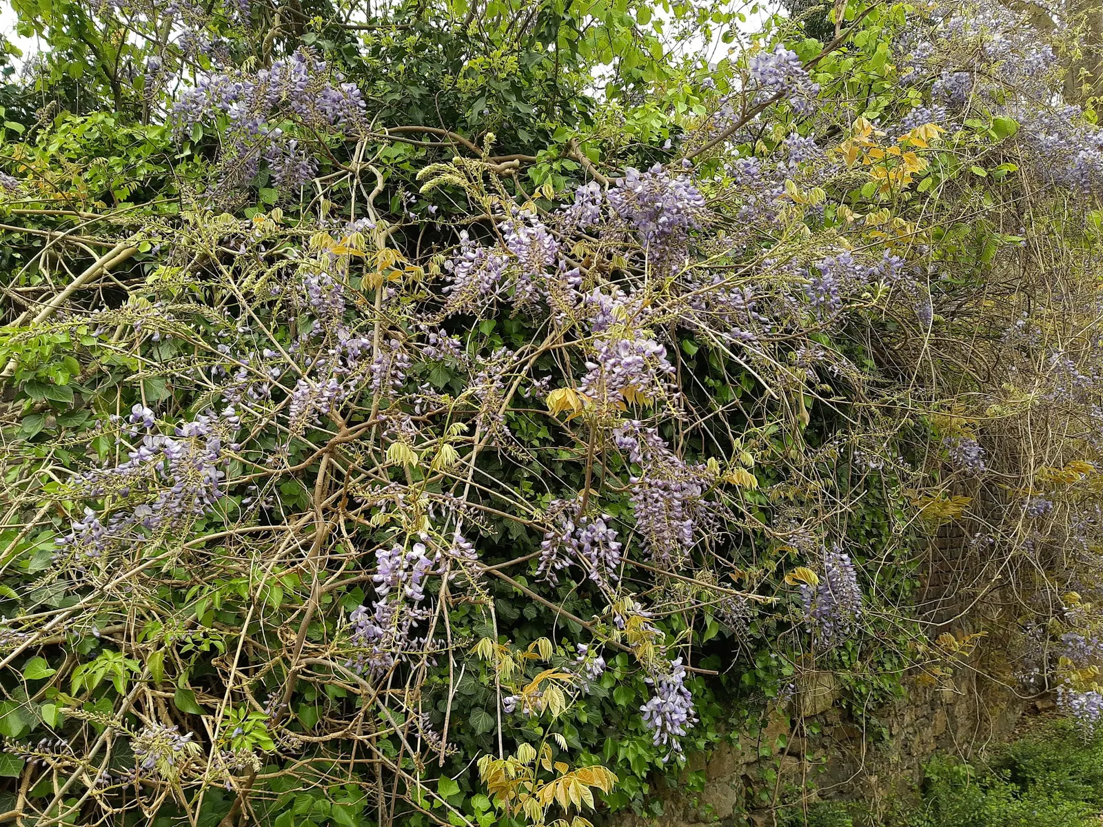 Chinese Wisteria (Wisteria Sinensis) — the wisteria boasts dramatic cascades of scented; it will achieve optimal blooming in well-drained, image 71