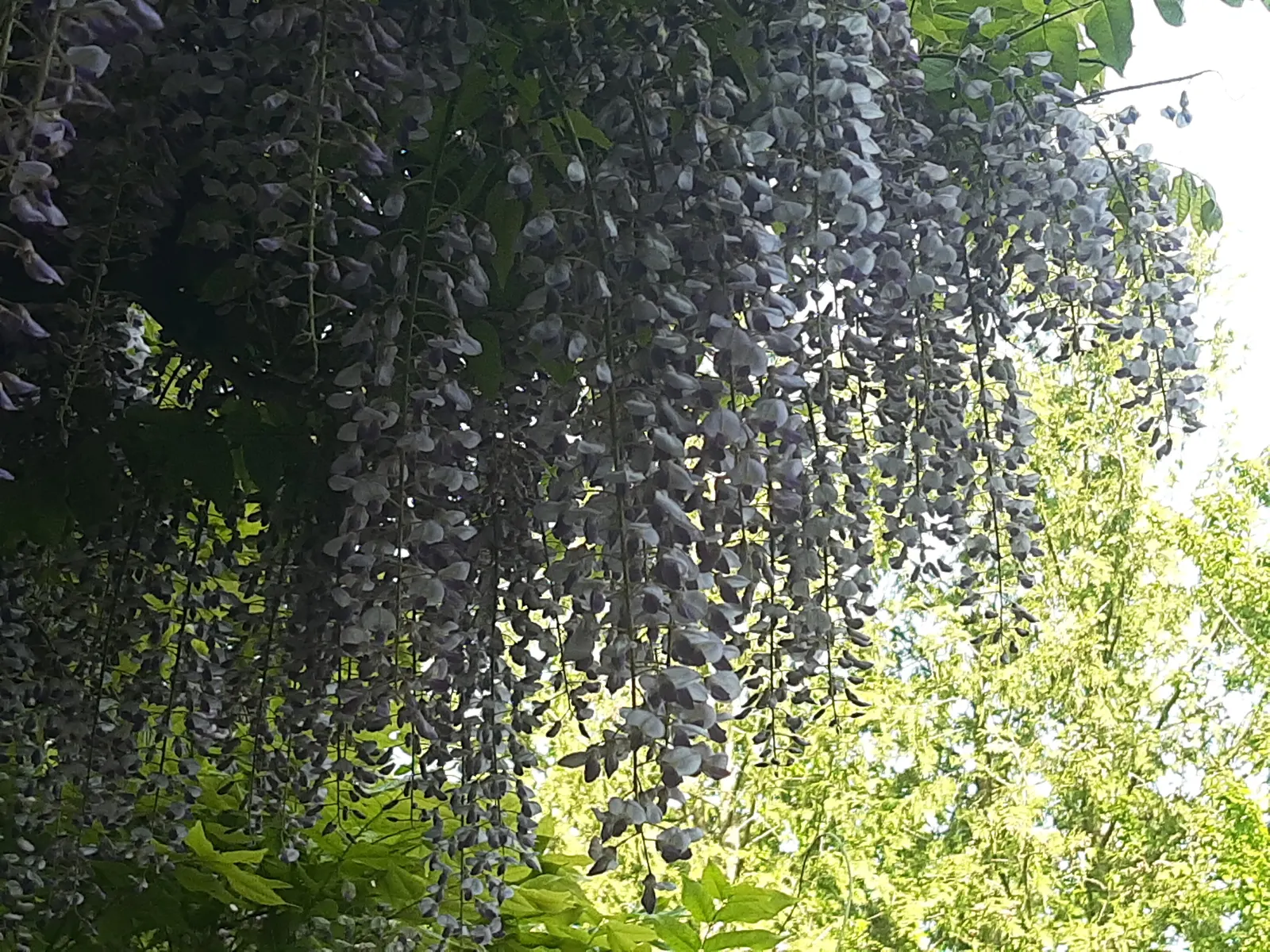 Chinese Wisteria (Wisteria Sinensis) — each cluster hanging impressively at lengths between 6 to 12 inches; promising to be a conversation piece, image 72