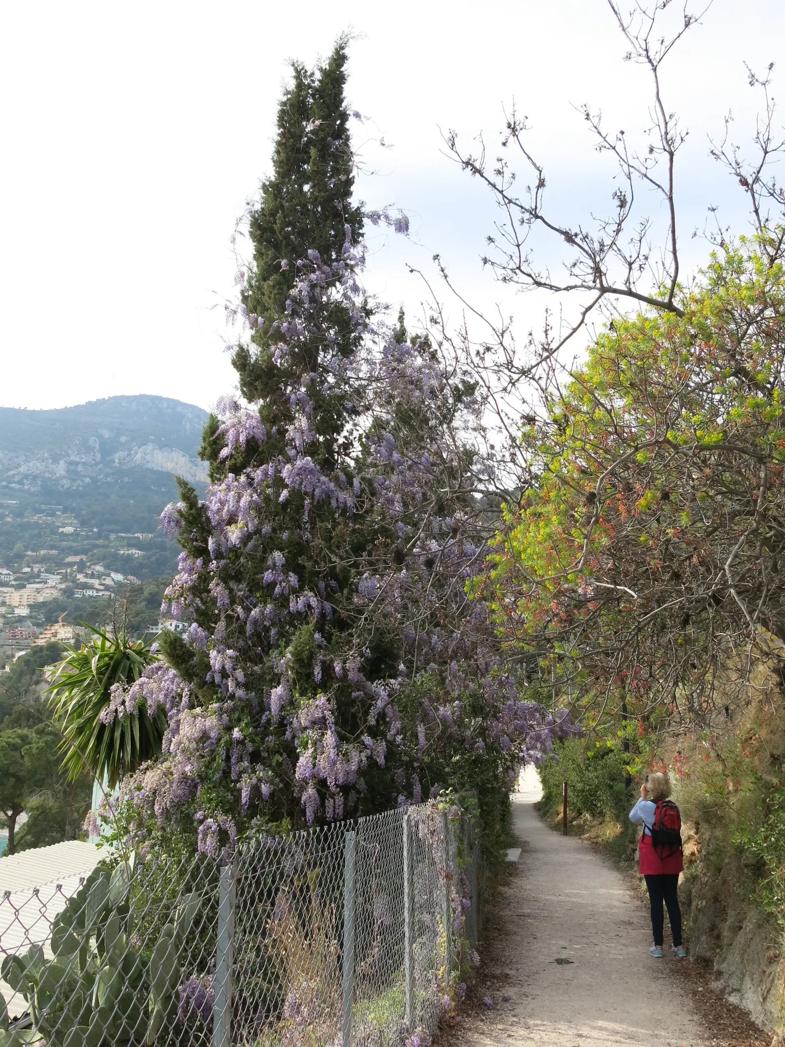 Chinese Wisteria (Wisteria Sinensis) — making it an impressive feature for pergolas; this deciduous perennial adds vertical interest, image 69