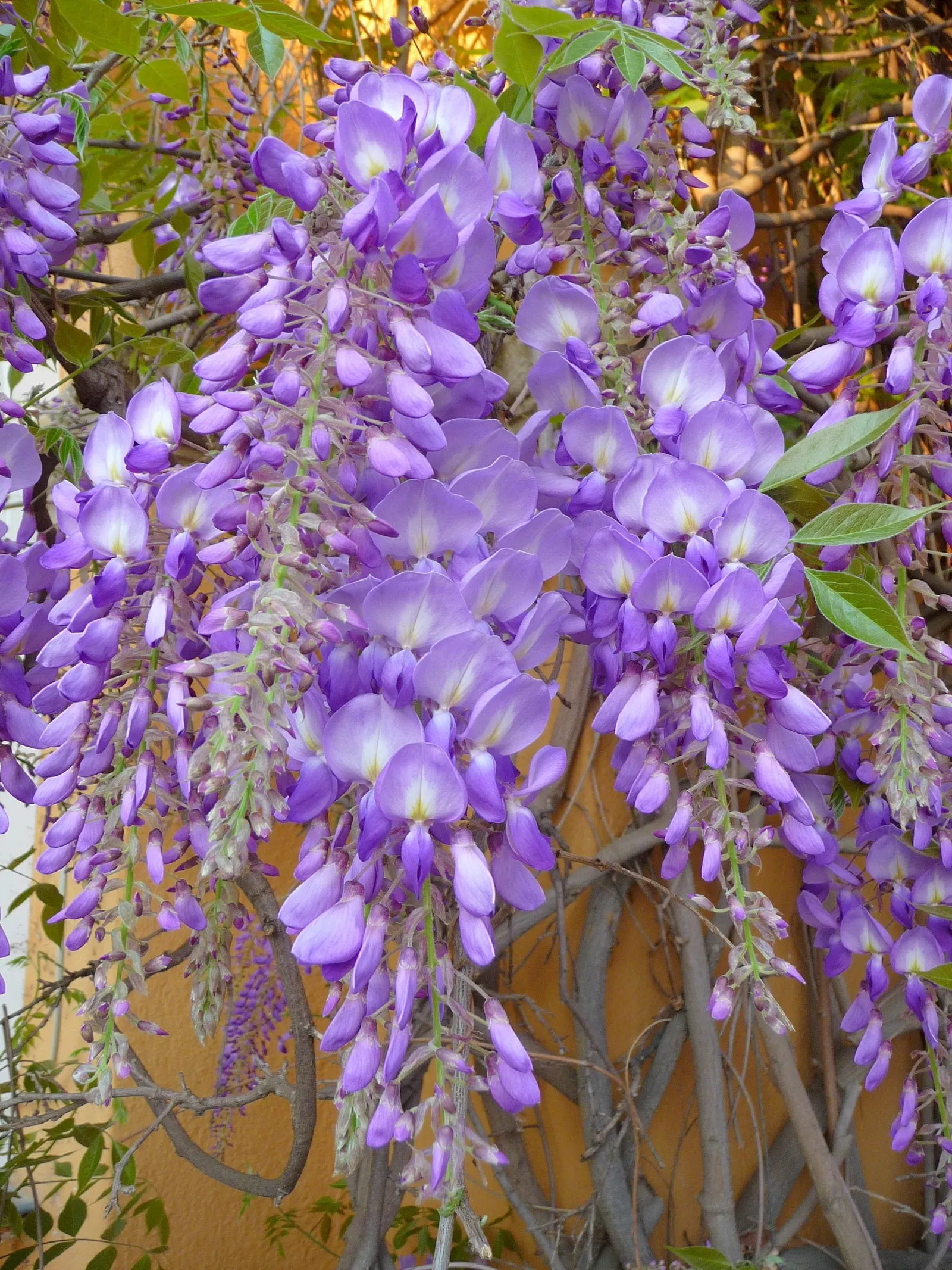 Chinese Wisteria (Wisteria Sinensis) — lavender-blue flowers stretching up to 12 inches long in late spring