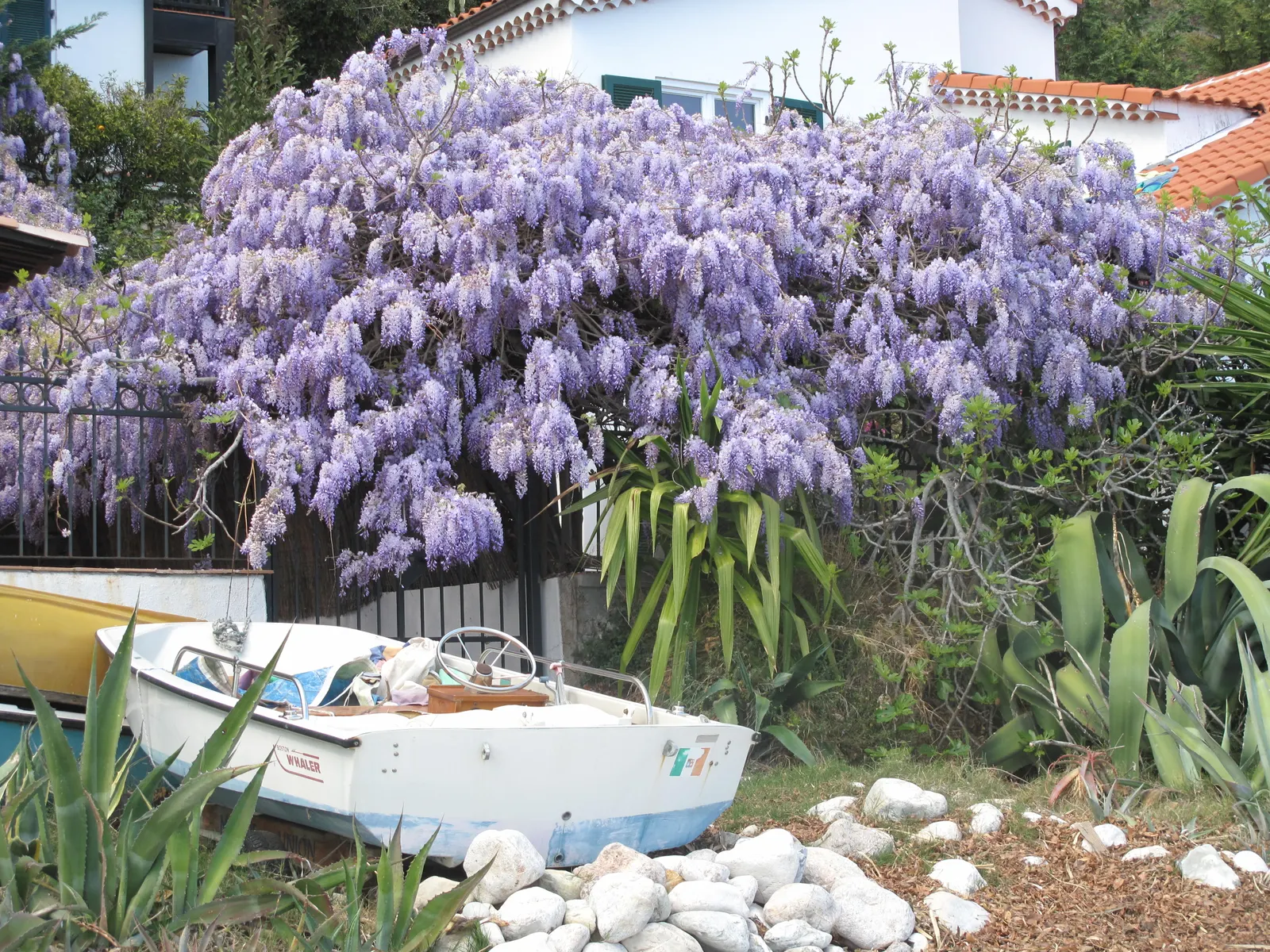 Chinese Wisteria (Wisteria Sinensis) — pale green leaves which create a lush canopy through the growing season; thriving in USDA zones 5 through 8, image 70
