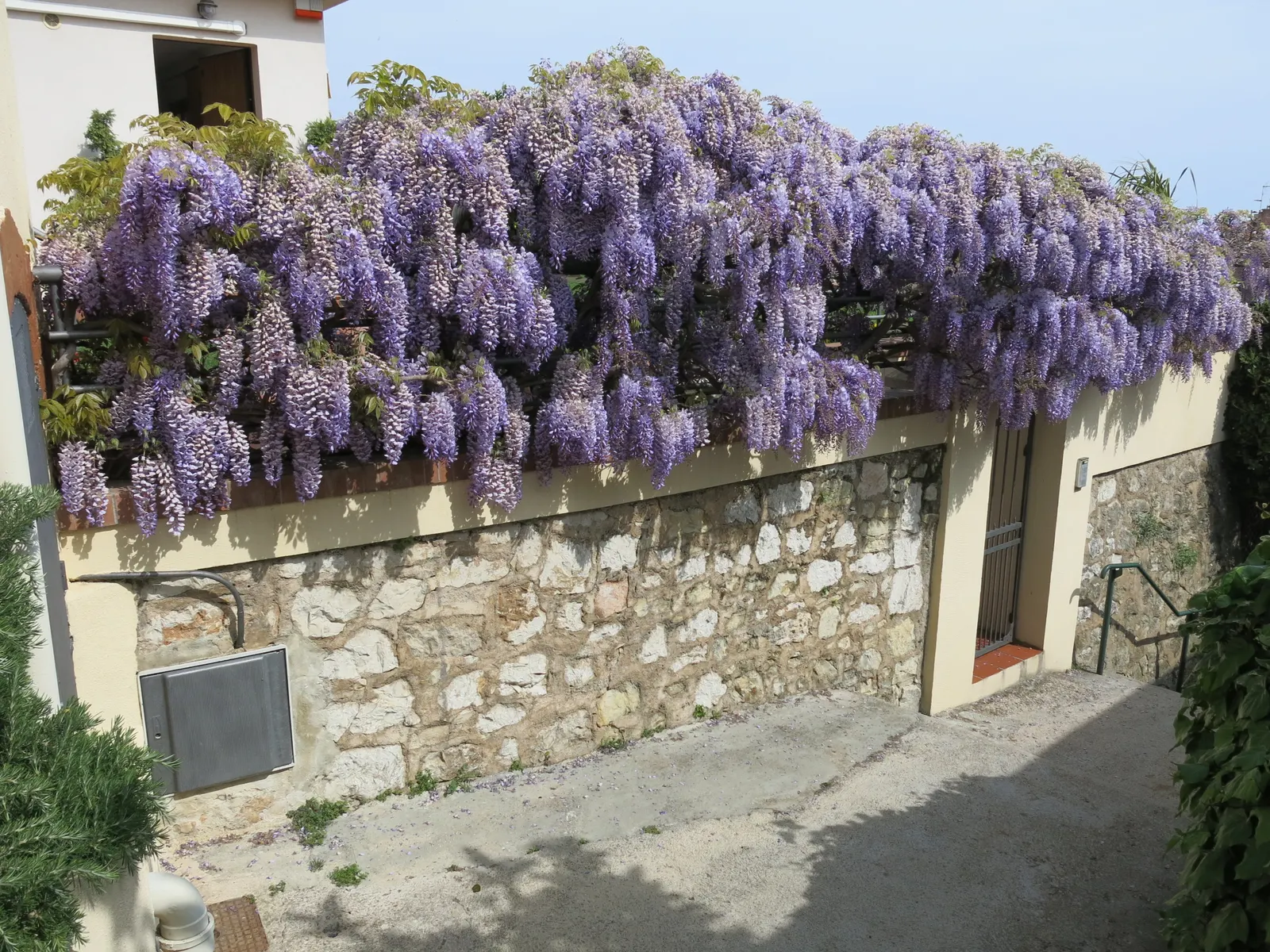 Chinese Wisteria (Wisteria Sinensis) — Thriving in USDA zones 5 through 8; it will achieve optimal blooming in well-drained, image 67