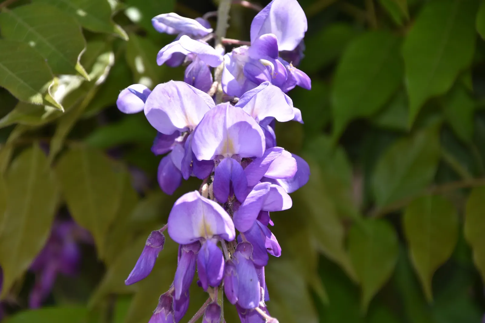 Chinese Wisteria (Wisteria Sinensis) — It requires sturdy support and regular pruning to maintain shape and size