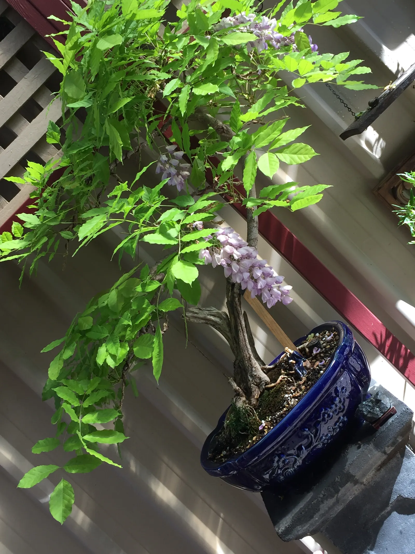 Chinese Wisteria (Wisteria Sinensis) — deciduous climber known for its stunning display of beauty and fragrance; thriving in USDA zones 5 through 8, image 66