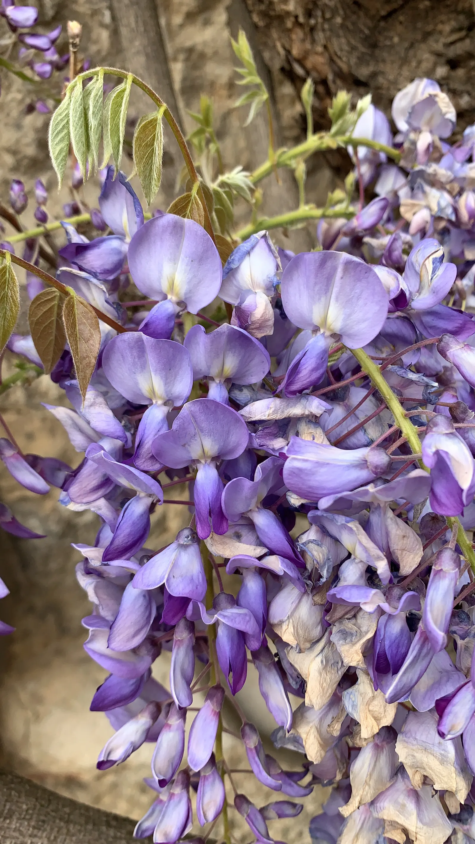 Chinese Wisteria (Wisteria Sinensis) — the wisteria boasts dramatic cascades of scented